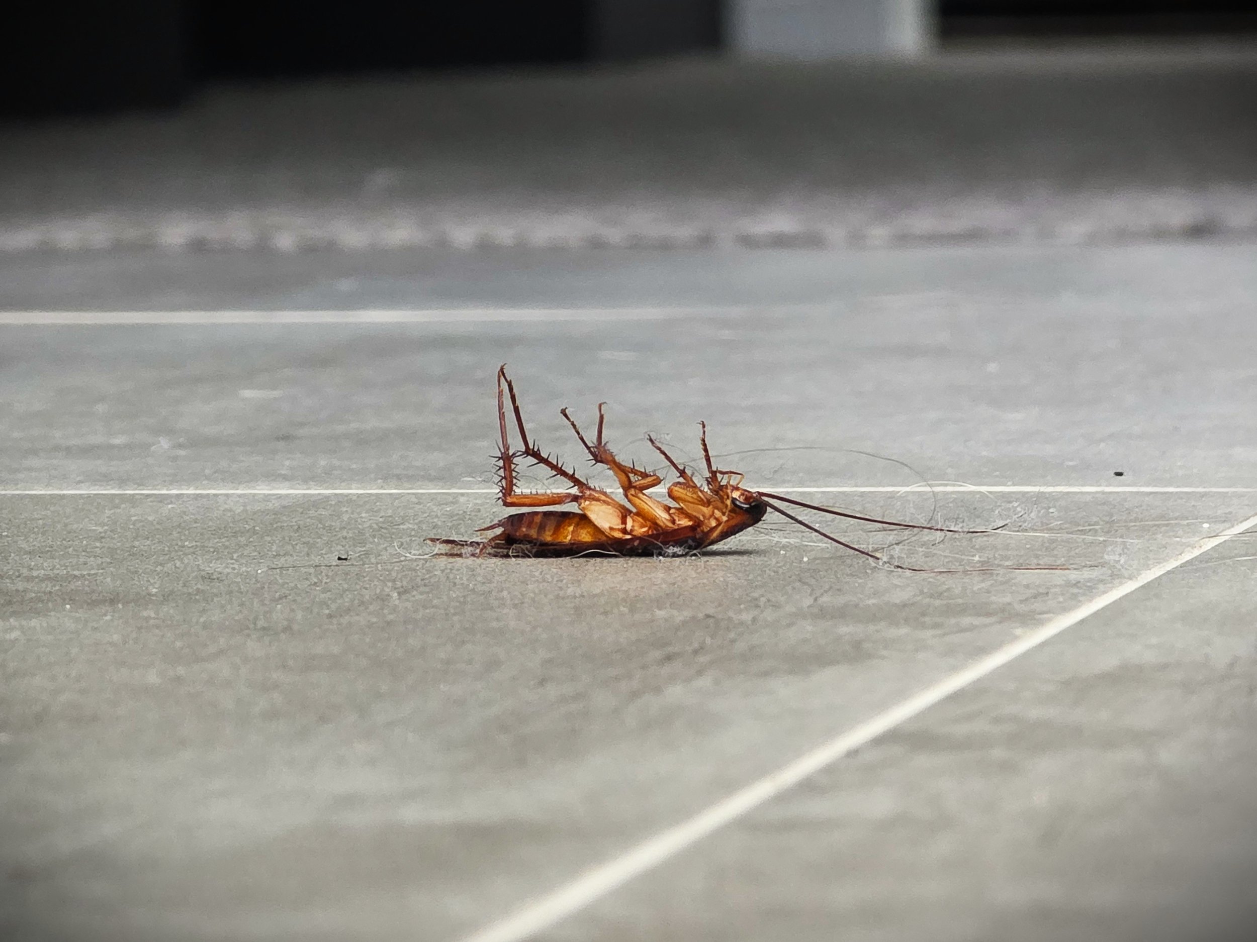 Dead cockroach lying on a tiled floor.