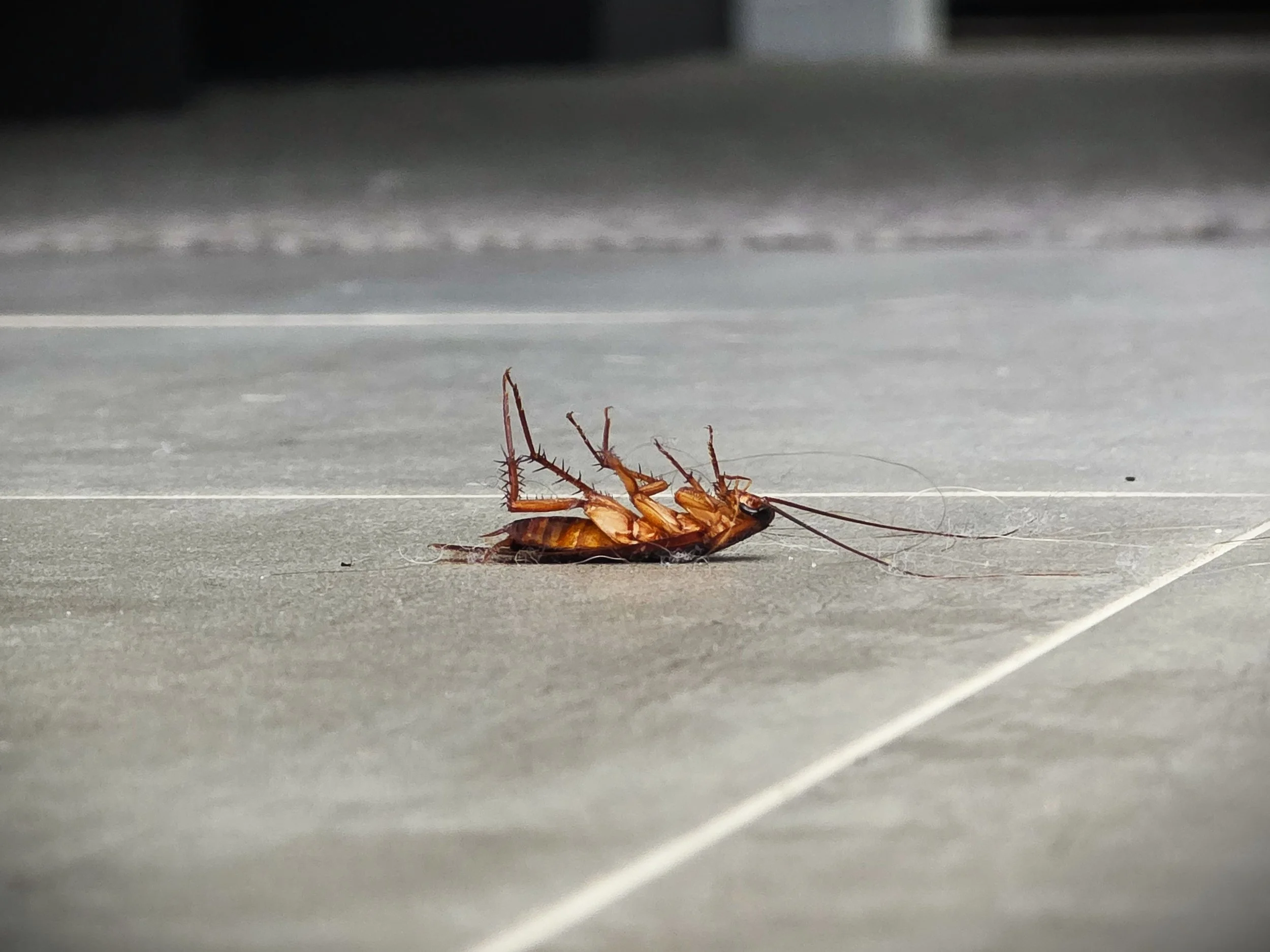 Cockroach Treatment Ipswich, Brisbane & Lockyer Valley — East West Pest