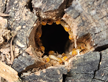 After drilling a tree stump with suspected active termites, you can see the Coptotermes Spp. soldiers coming to the surface to defend the colony for the hole to be sealed. We later injected the stump with termiticide to protect the nearby house.