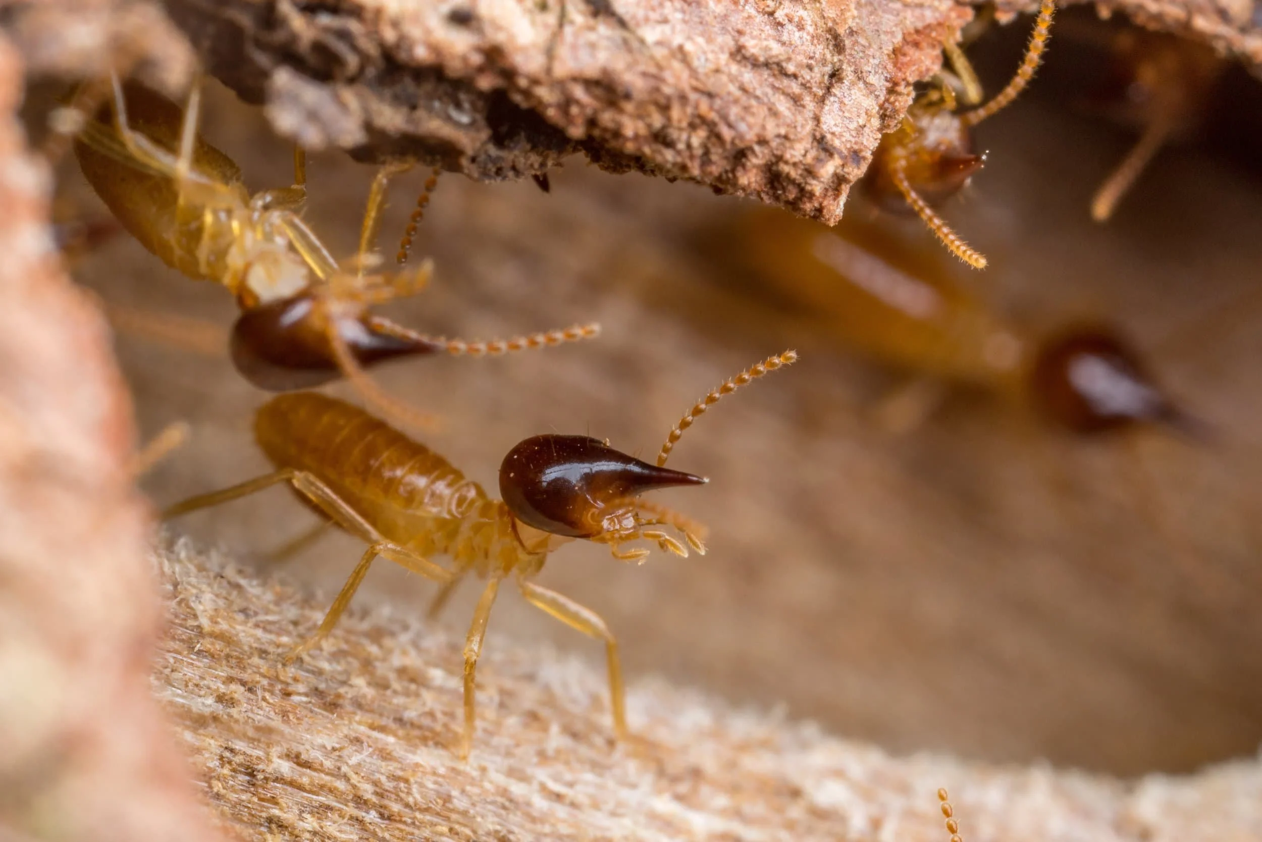 Nasutitermes Spp. defending timber after being discovered
