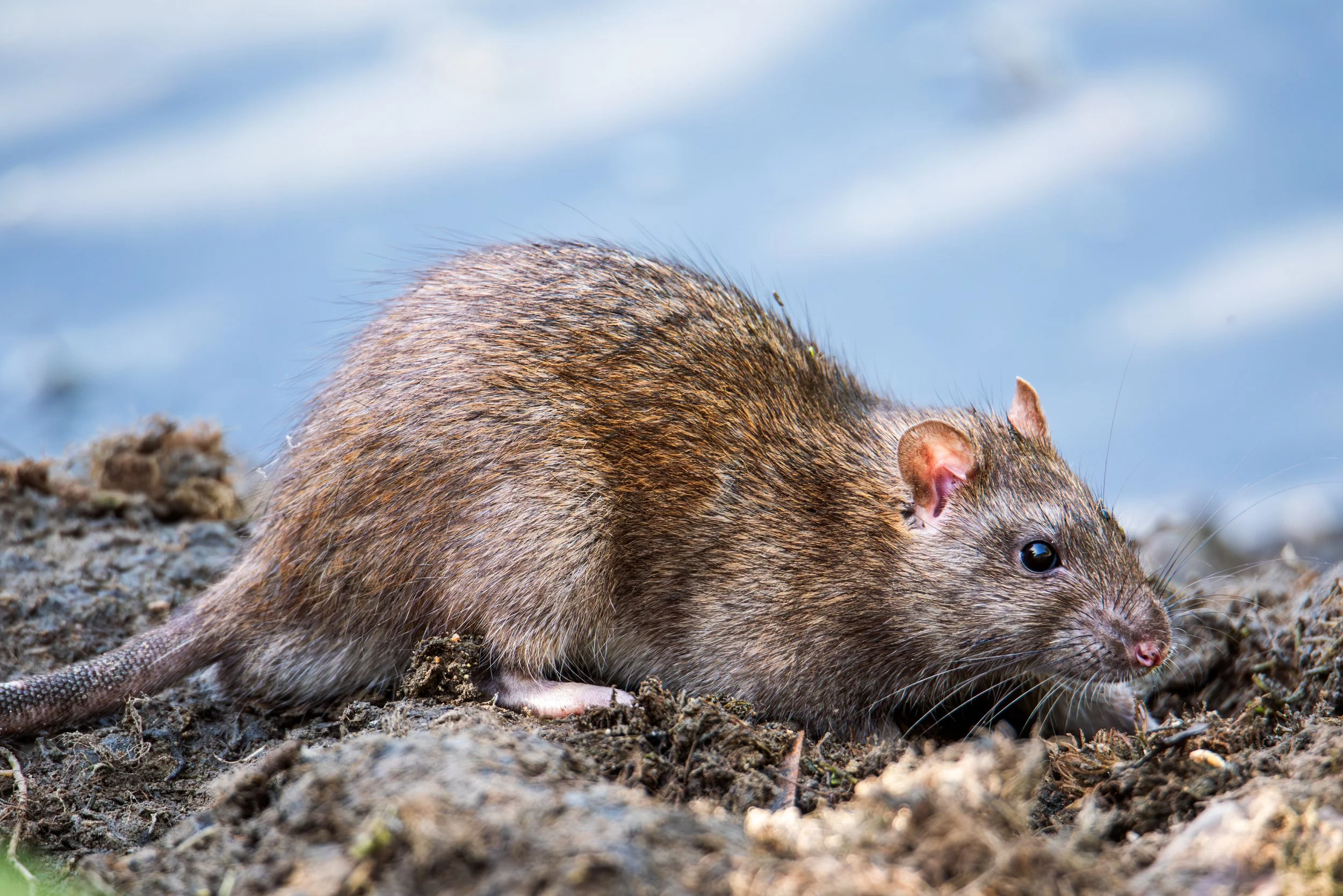 what a brown rat or norway rat looks like