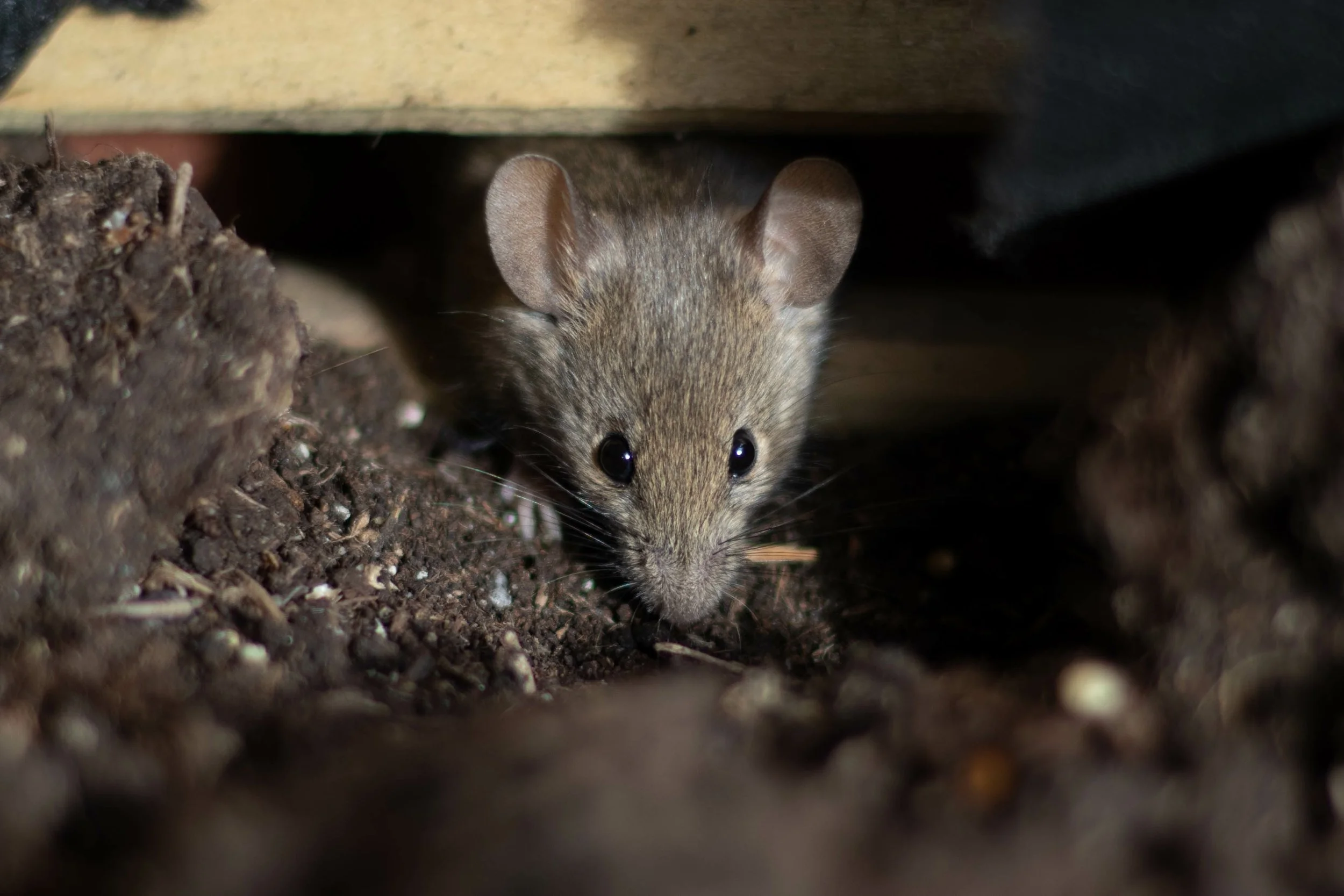 what a house mouse looks like