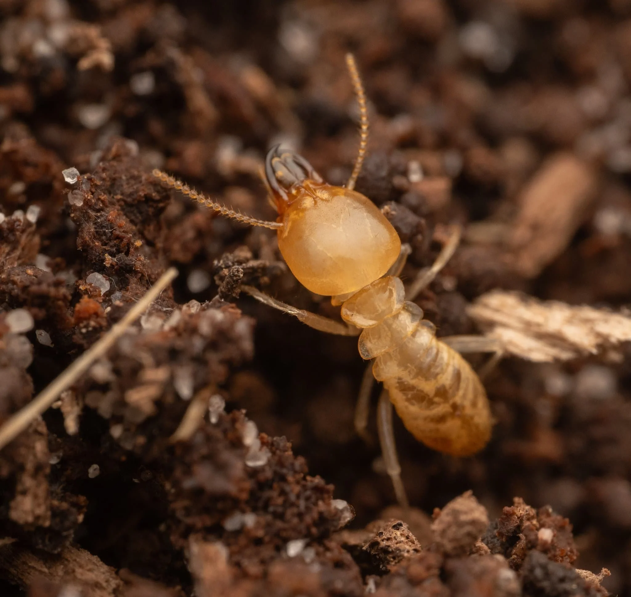 Schedorhinotermes Spp. can be detected by having a professional white ant inspection