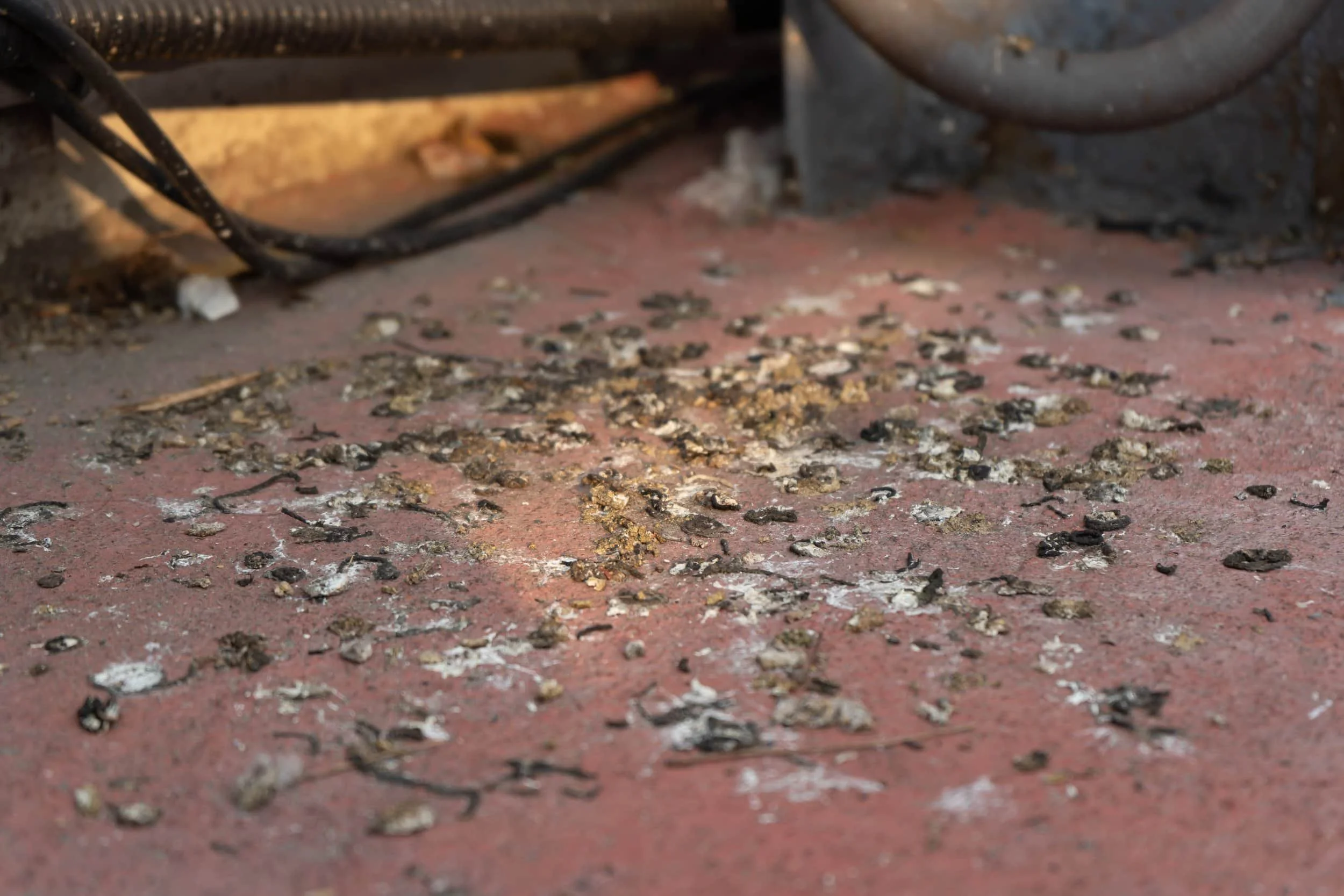 Pigeon droppings on the ground in a commercial area, highlighting the need for professional bird control in South East Queensland.