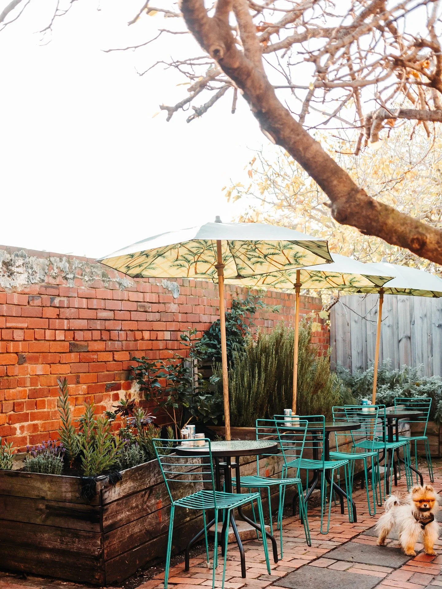 The days are getting warmer and longer! It&rsquo;s the perfect opportunity to chill out in our courtyard and soak up the sun ☀️

.
.
.
.
.
.
. 
.
.
#seddon #seddoncafe #seddoncommunity #innerwestmelbourne #melbournecoffee #melbournecoffeeculture #cof