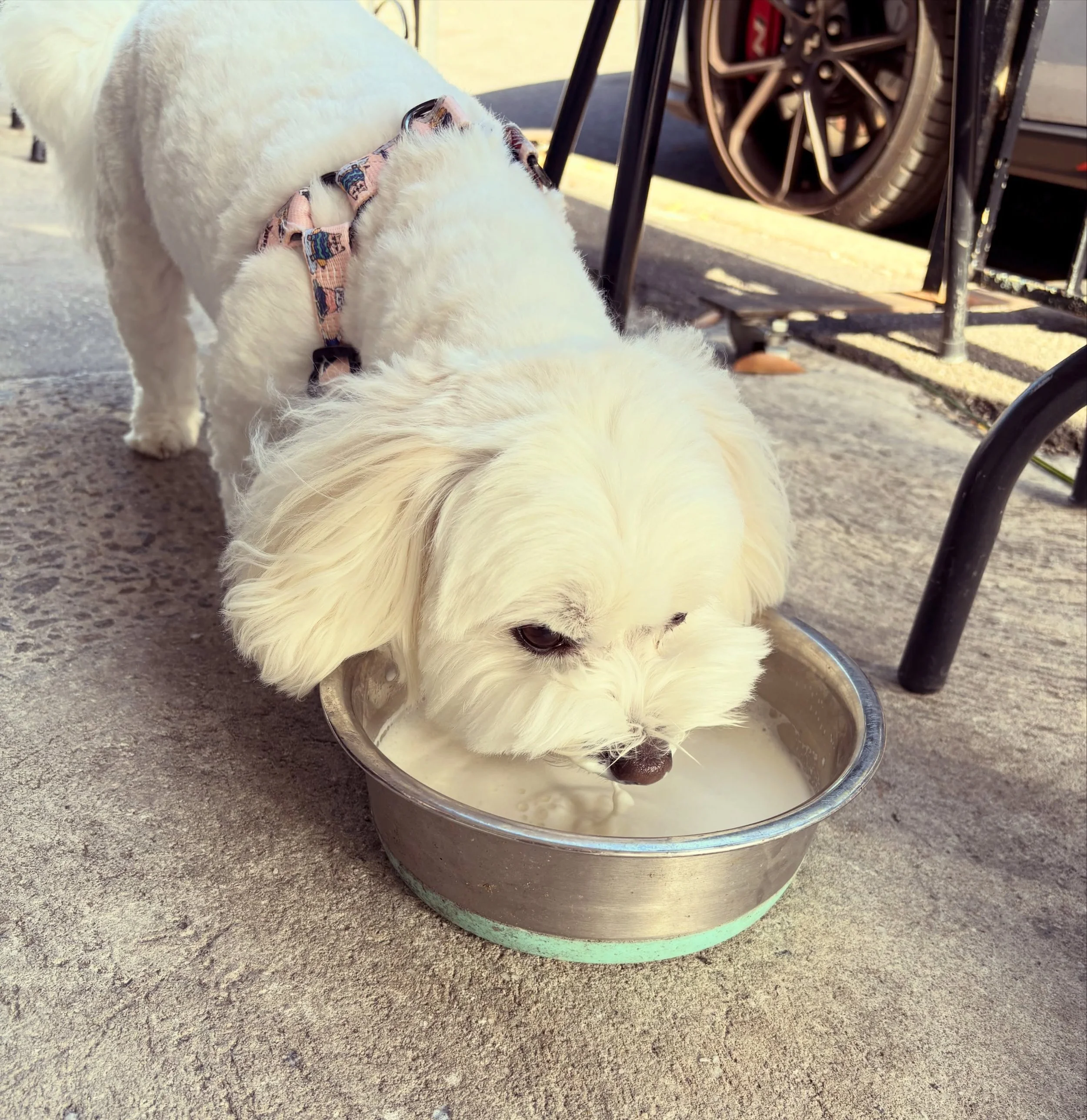 We cater for all cutie pies, big and small 🐶 

#dogsofinstagram #cafe #melbourne #brunch #seddon