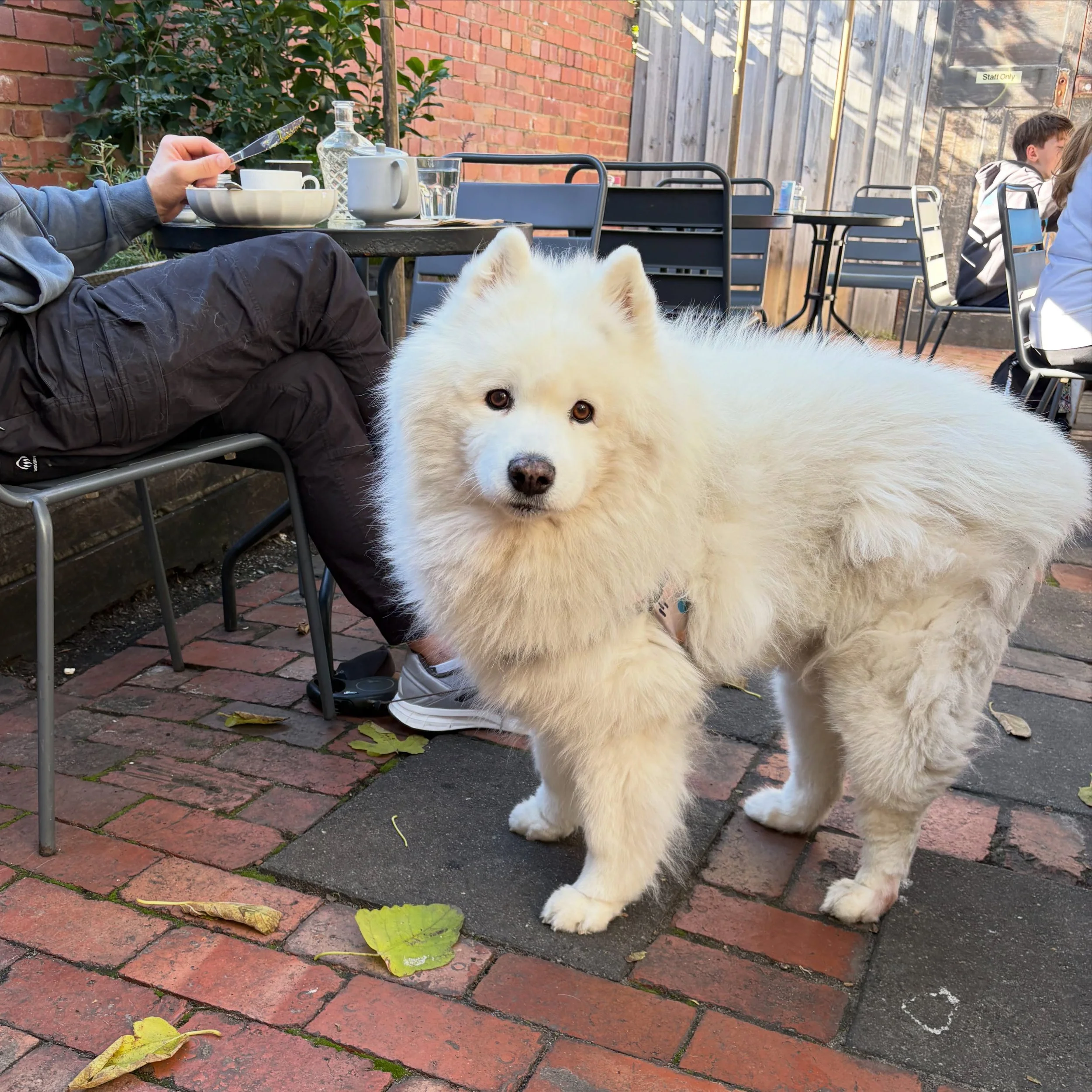 It&rsquo;s always a good day when Snowy comes to visit! 🐾 

Thanks for all the love this long weekend 🫶🏼

#melbourne #cafe #brunch #seddon #dogsofinstagram