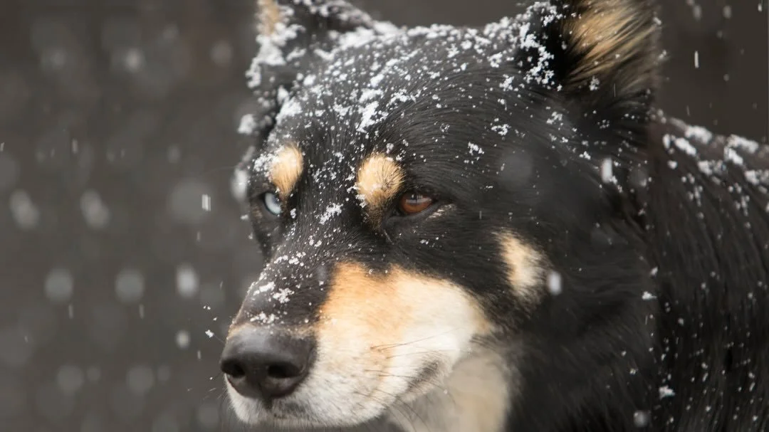 Next up is Jamie, our Veterinary Technician and resident dental pro! 🦷🪥
If your pet&rsquo;s had a dental at Sunny Brae, Jamie was the one making those pearly whites shine!

The pets behind his genius are 🥁🥁
Stella and Emery, and his dearly depart