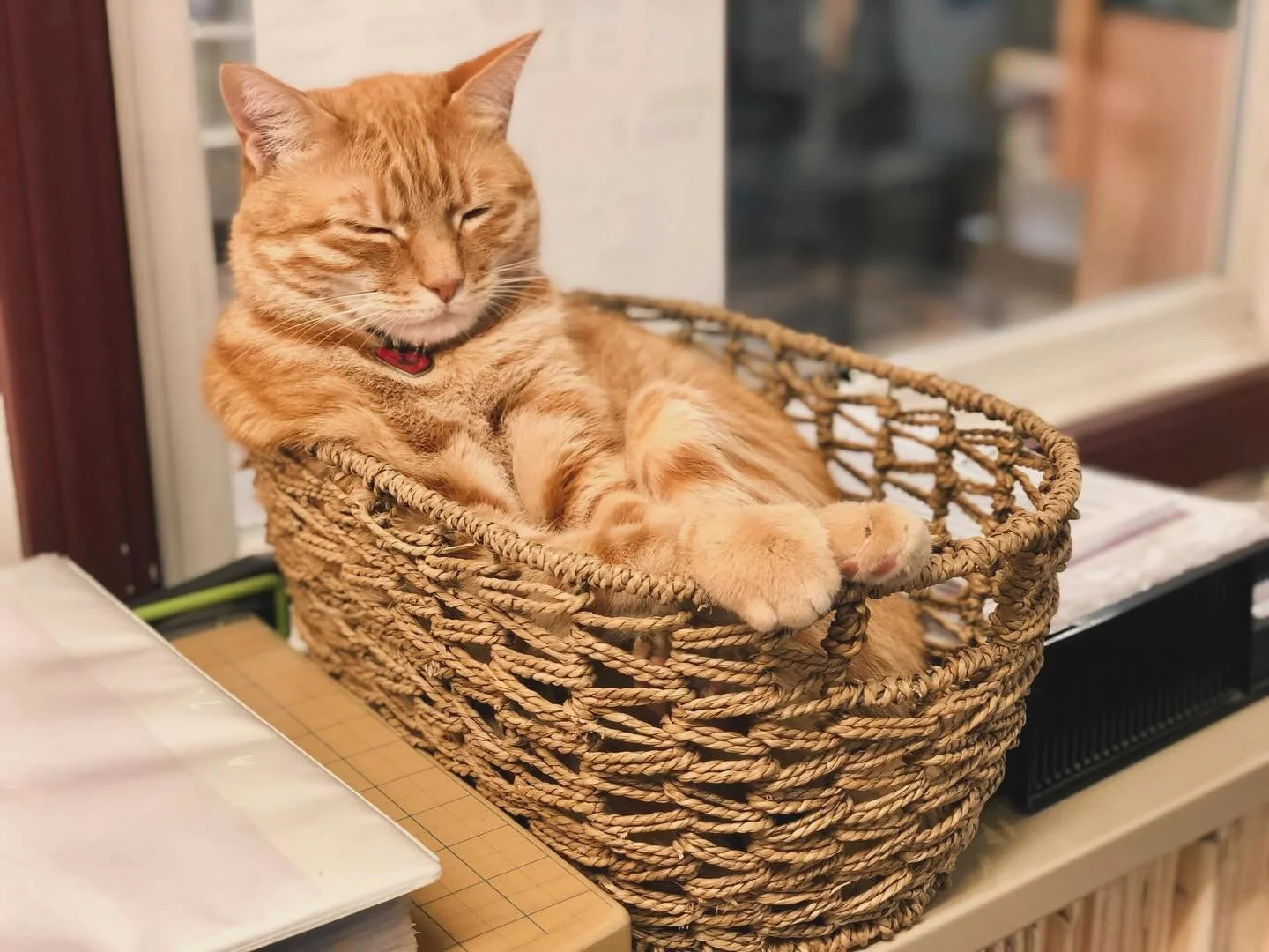 Introducing Us!! Over the next week we&rsquo;ll be introducing some staff pets, the animals behind what keeps us going. 
Starting with our clinic cat Jack, or as some have dubbed him the Grumpy Greeter. Jack has lived at Sunny Brae Animal Clinic sinc