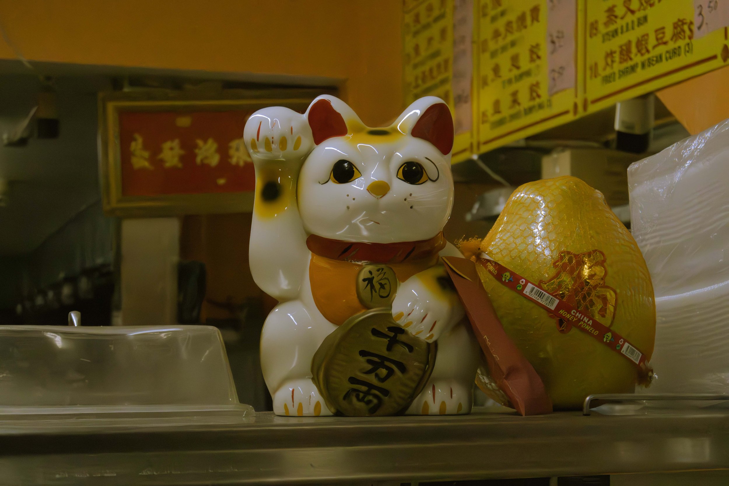 kitty cat_.jpg