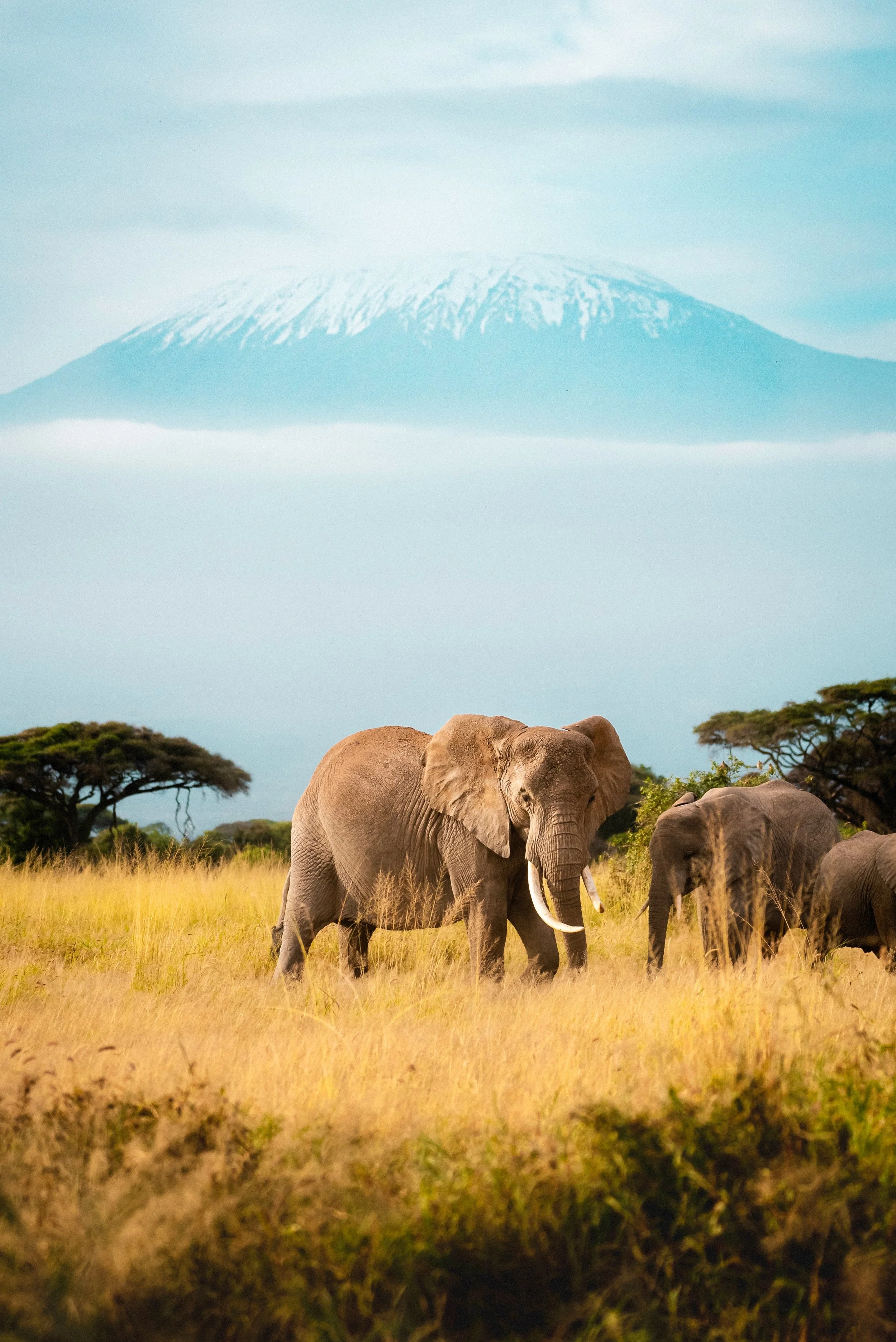 Giants of Africa.jpg