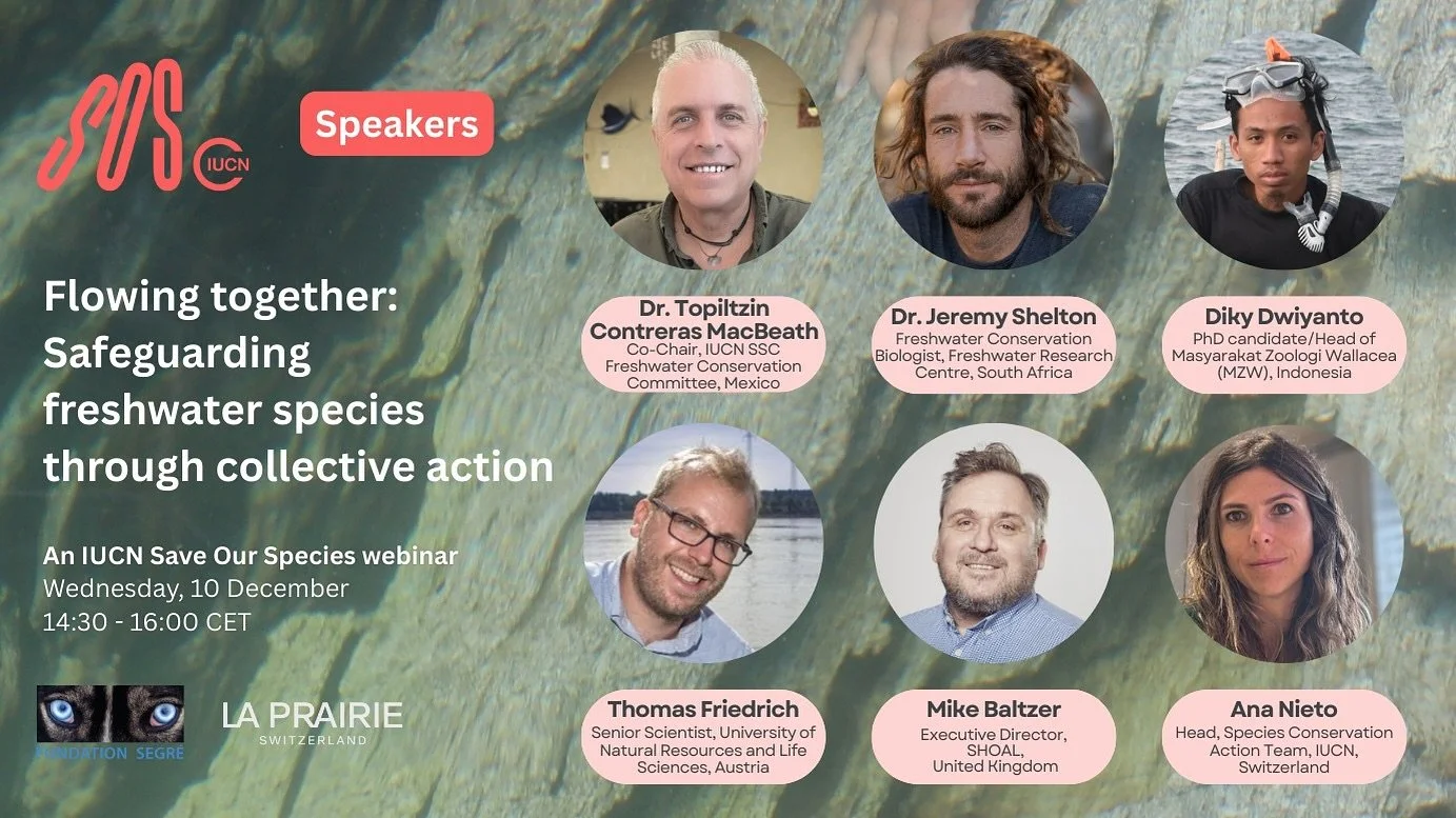 Join the next IUCN Save Our Species webinar on safeguarding freshwater species

Freshwater ecosystems are among the most biodiverse yet most threatened on the planet, with nearly a quarter of freshwater species at risk of extinction. To highlight eme