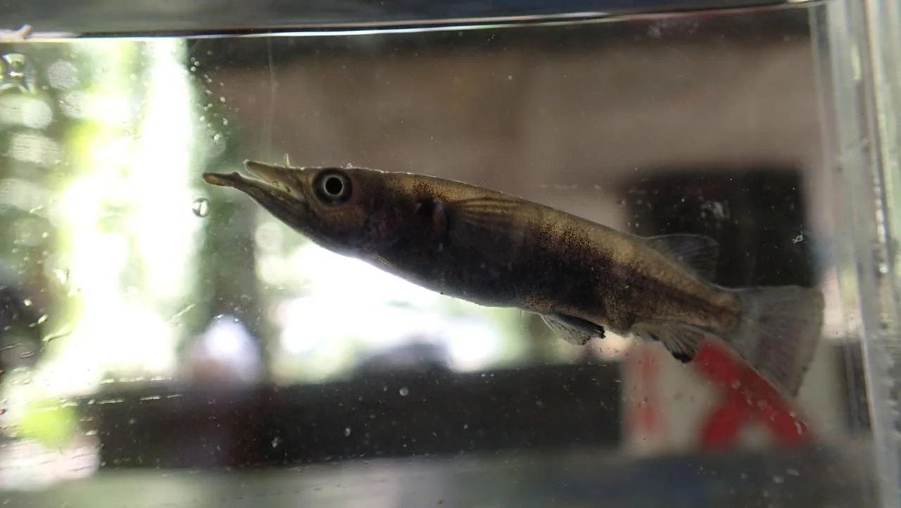 Upaya Konservasi Ikan Paruh Setengah (Halfbeak) Endemik Sungai Inlet Danau Poso