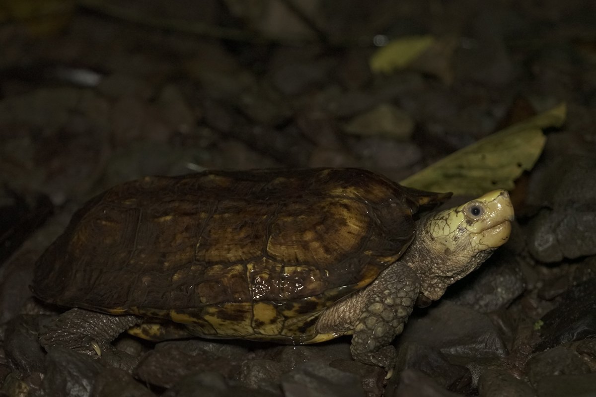 Upaya Konservasi Kura-kura Hutan Sulawesi