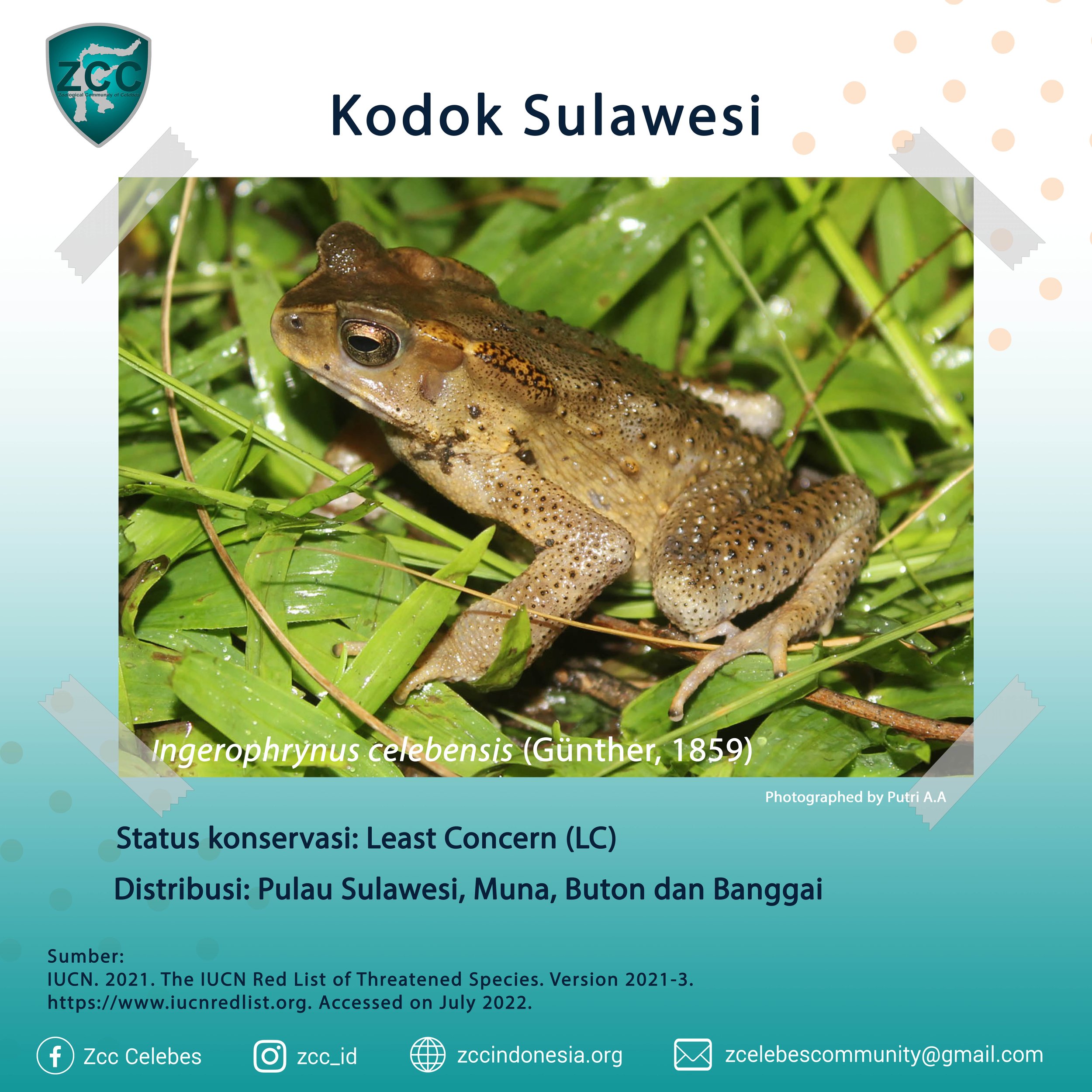 Kodok Sulawesi