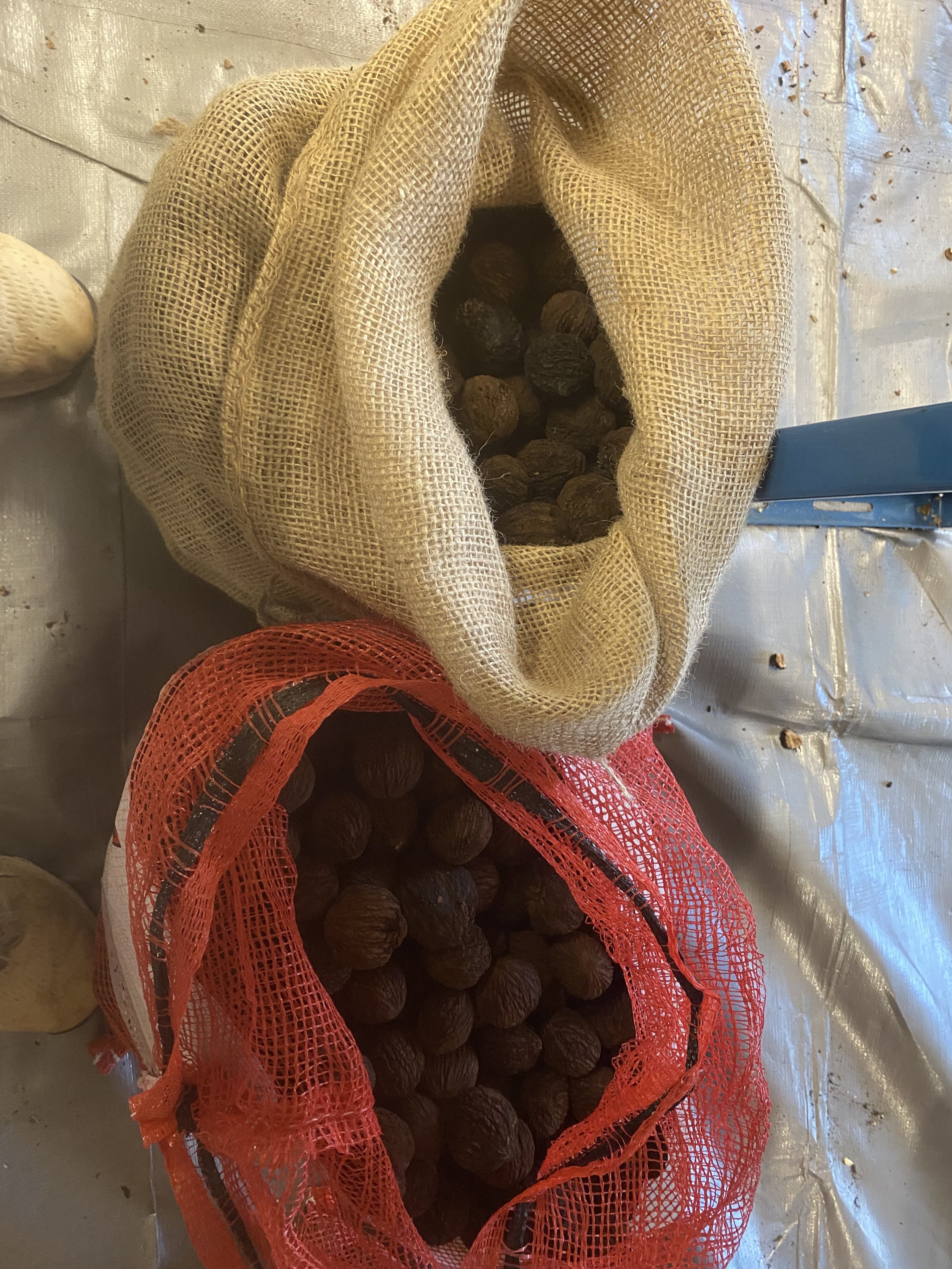 unshelled nuts in bg.jpg