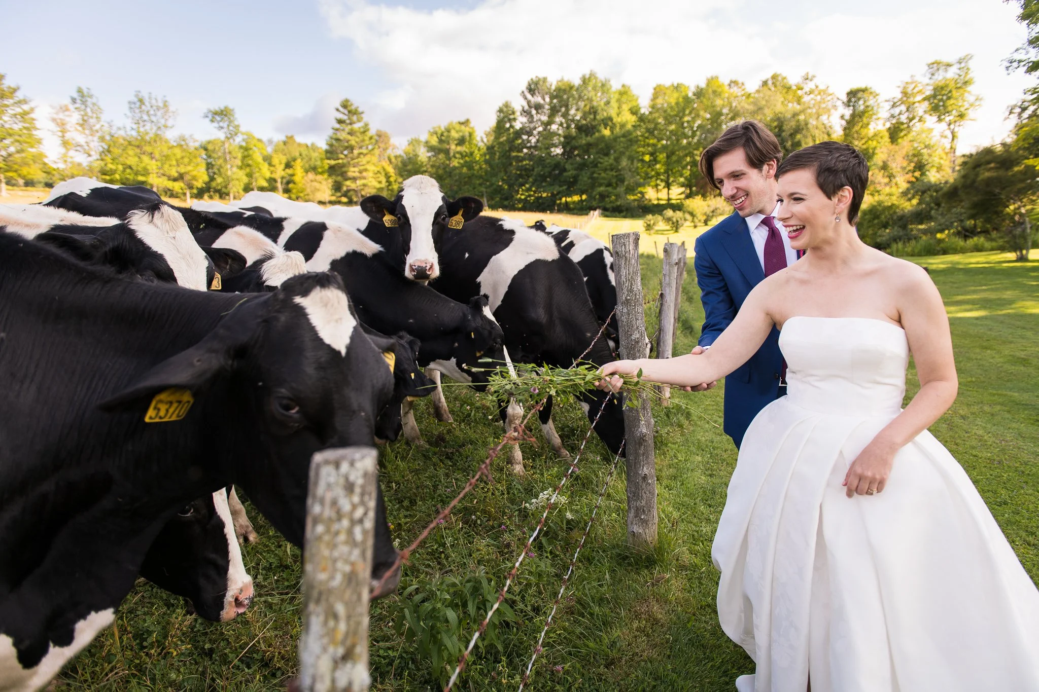 Bride and groom sharing a genuine laugh while feeding cows at The Inn at Round Barn Farm in Waitsfield, Vermont. A spontaneous, unposed wedding portrait moment