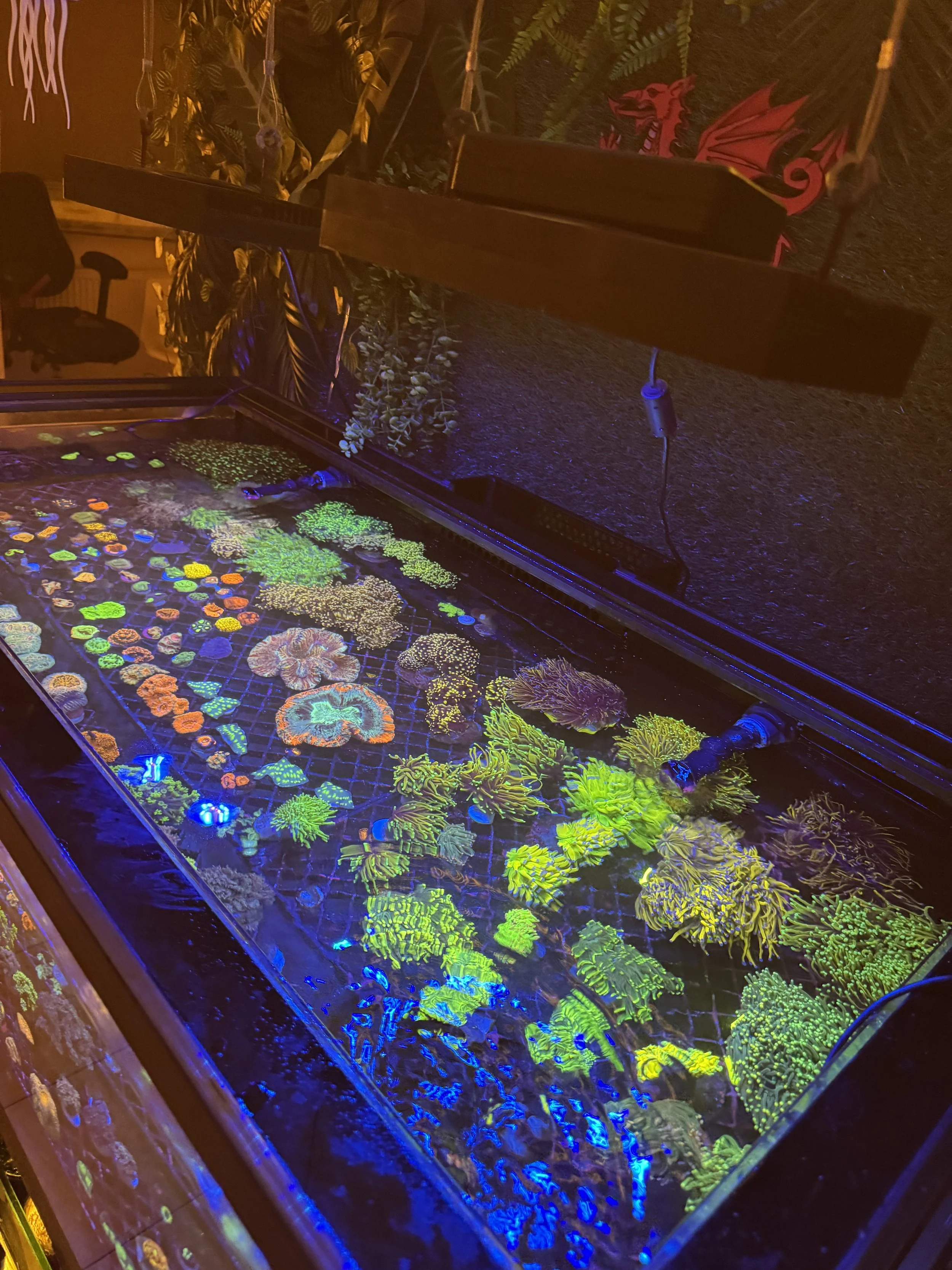 A marine reef tank illuminated with blue light showcasing various colorful corals and sea anemones on a black mesh surface.