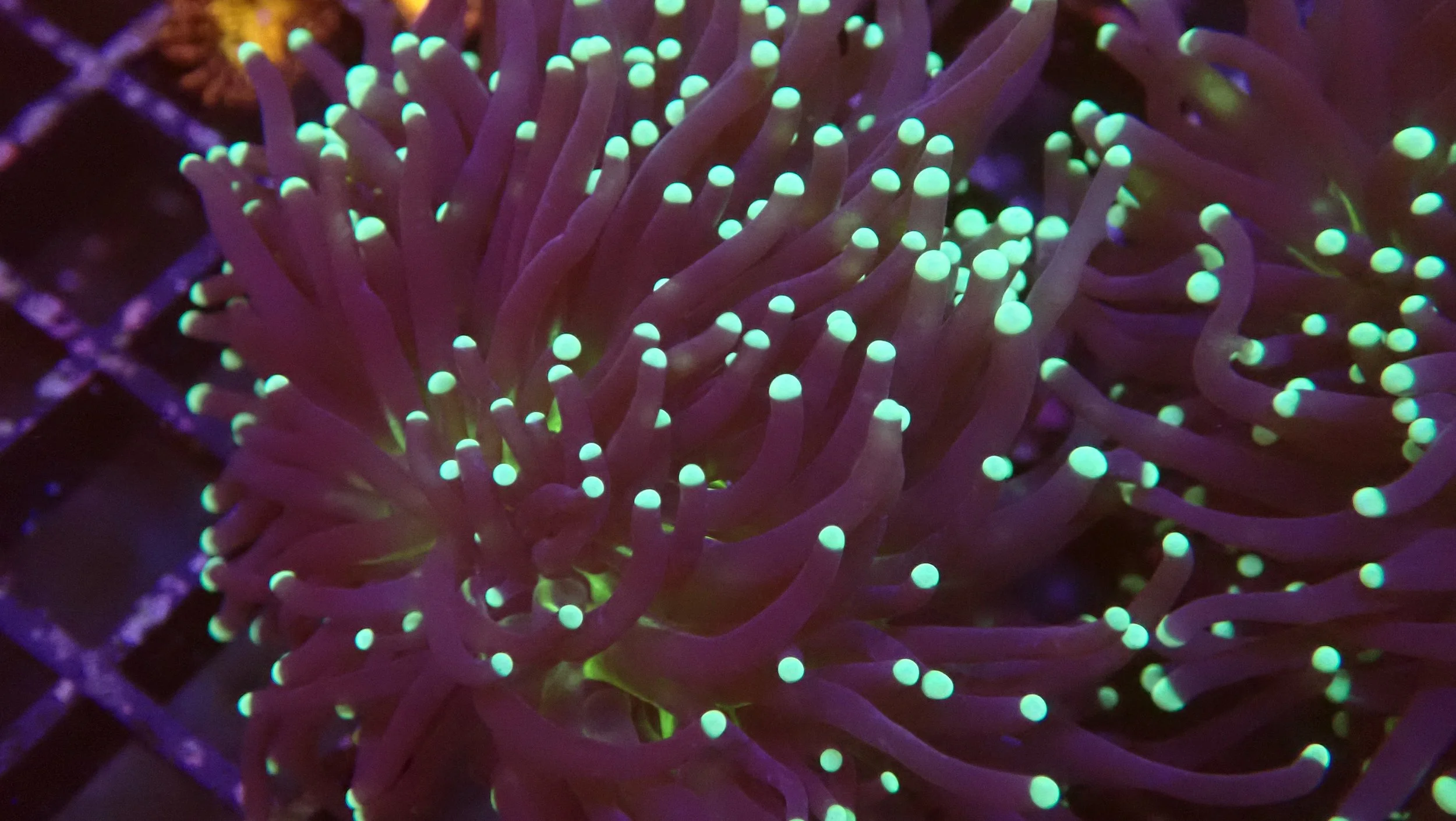 Close-up of a glowing sea anemone with purple tentacles and fluorescent tips underwater.