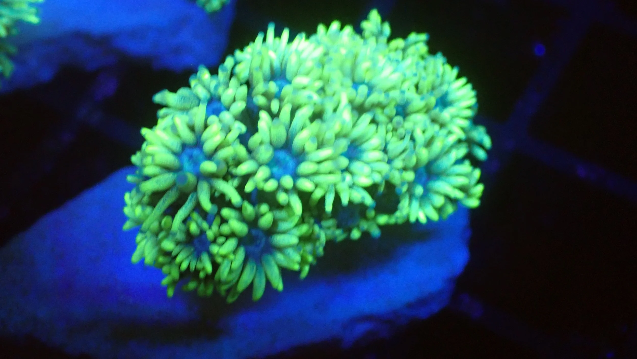 Green Highlighter Goni