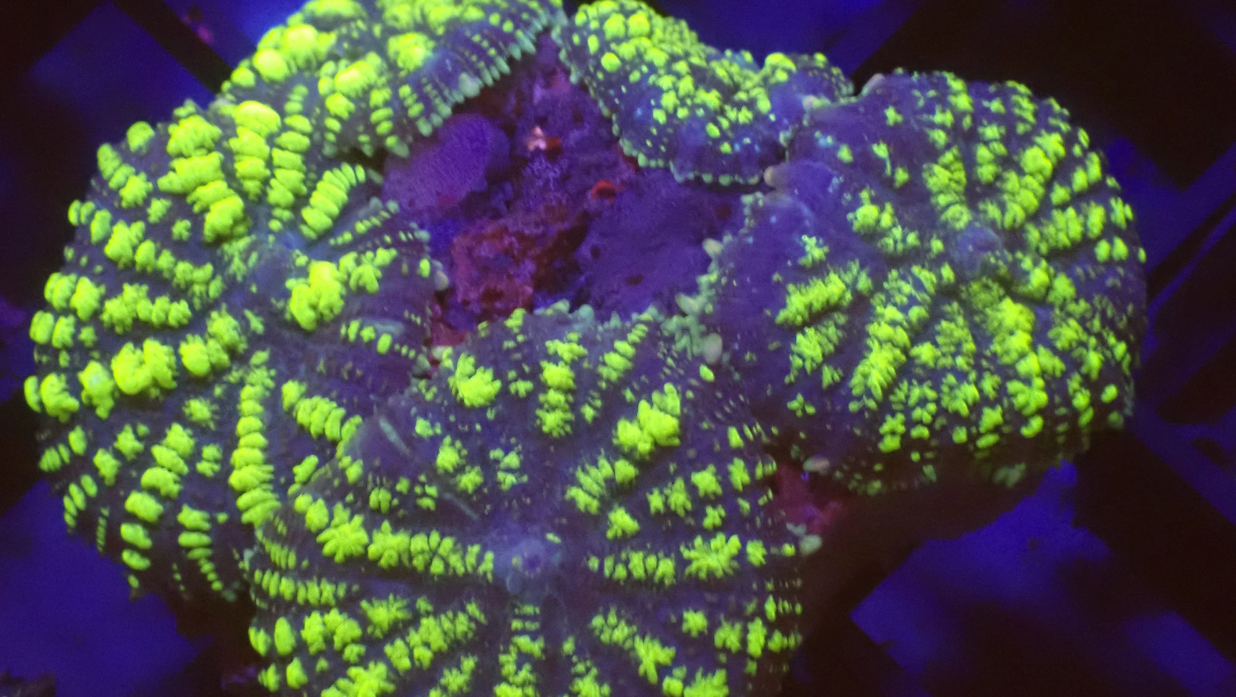 Uranium Bounce Mushroom