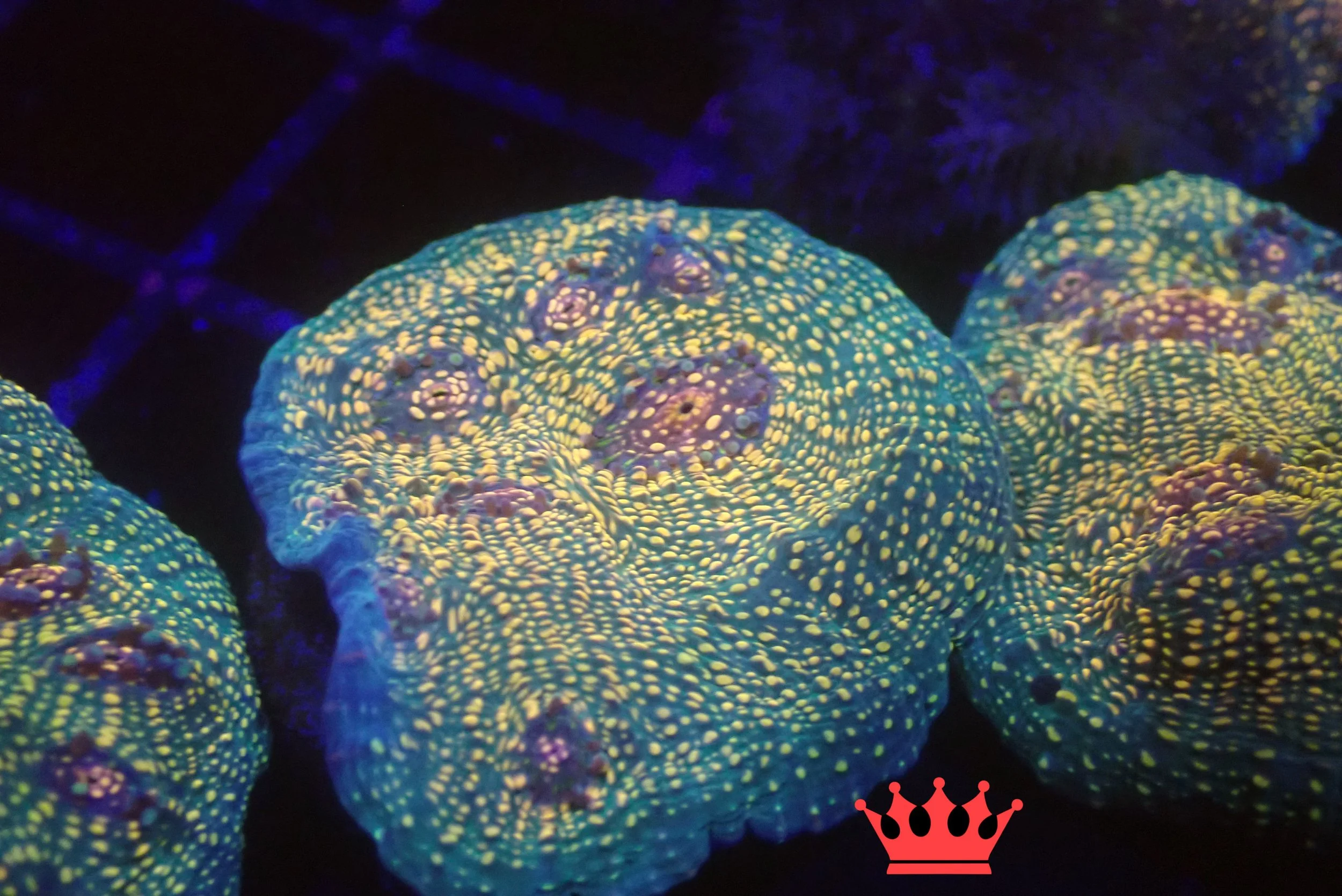 Underwater photograph of brightly colored coral with yellow and purple spots illuminated by blue light.