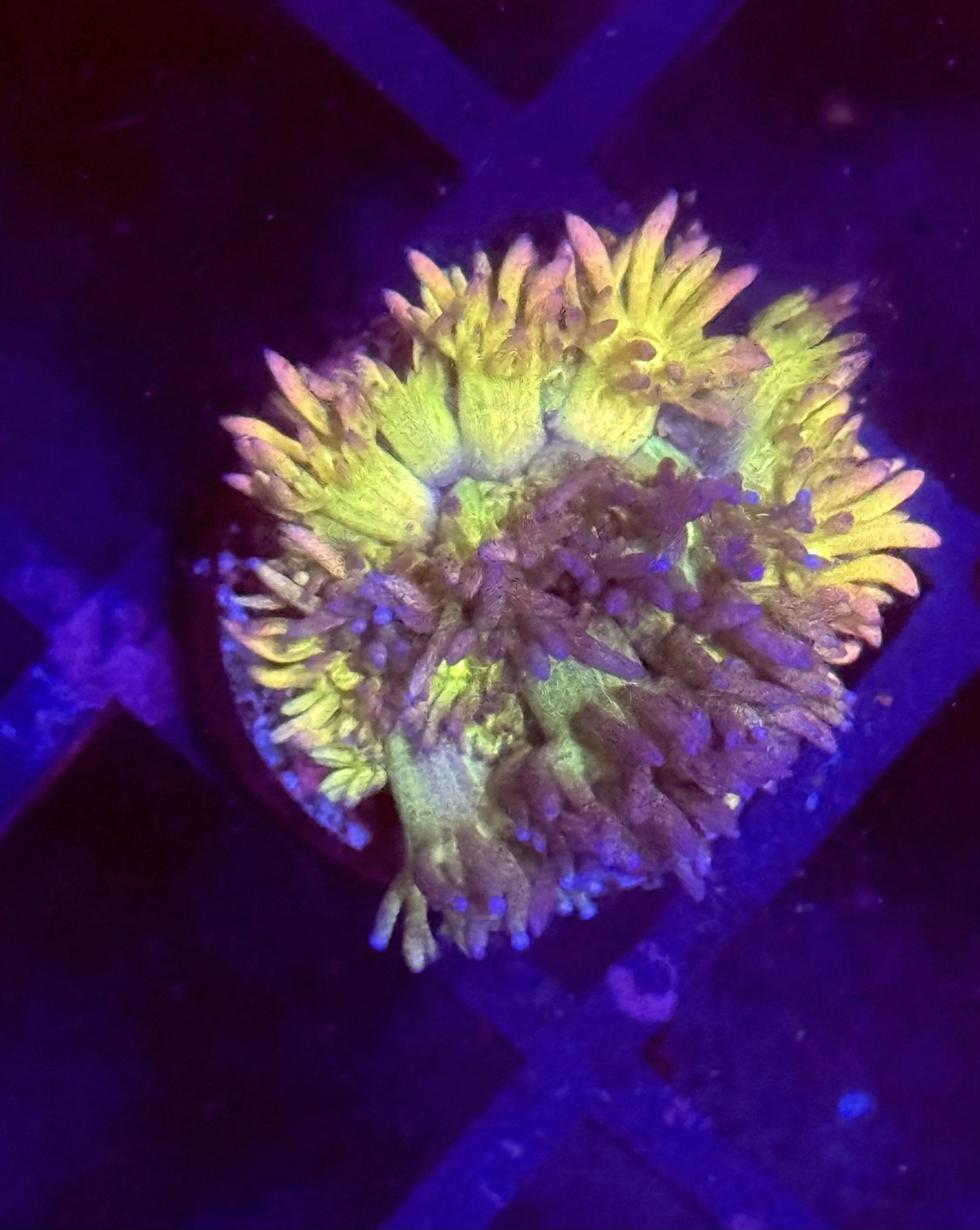 Master Grade Rainbow Explosion Goniopora
