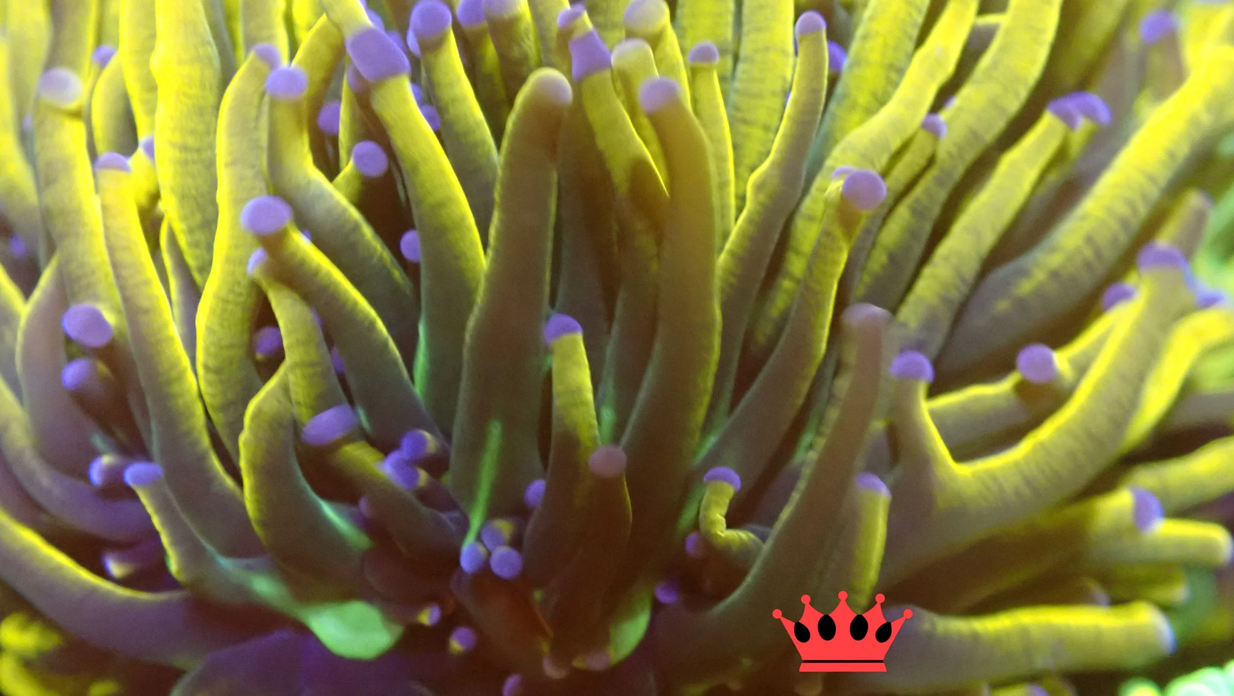 Close-up of a colorful sea anemone with yellow, green, and purple tentacles.