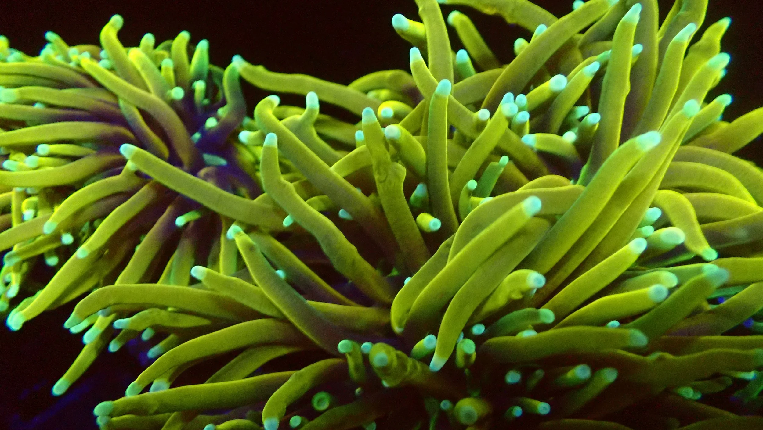 Close-up of a fluorescent green and blue glow-in-the-dark sea anemone with long, slender tentacles.