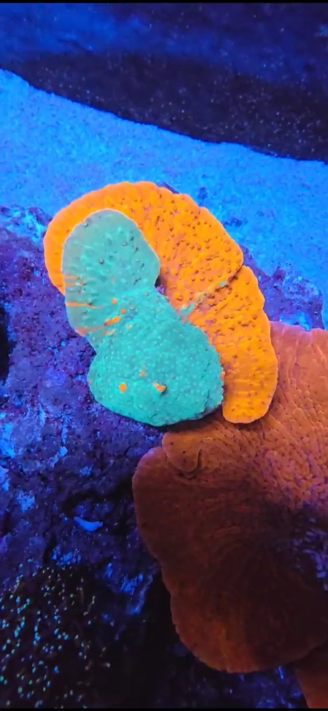 Brightly colored coral in an underwater scene, featuring blue, orange, and green coral formations against a dark blue background.