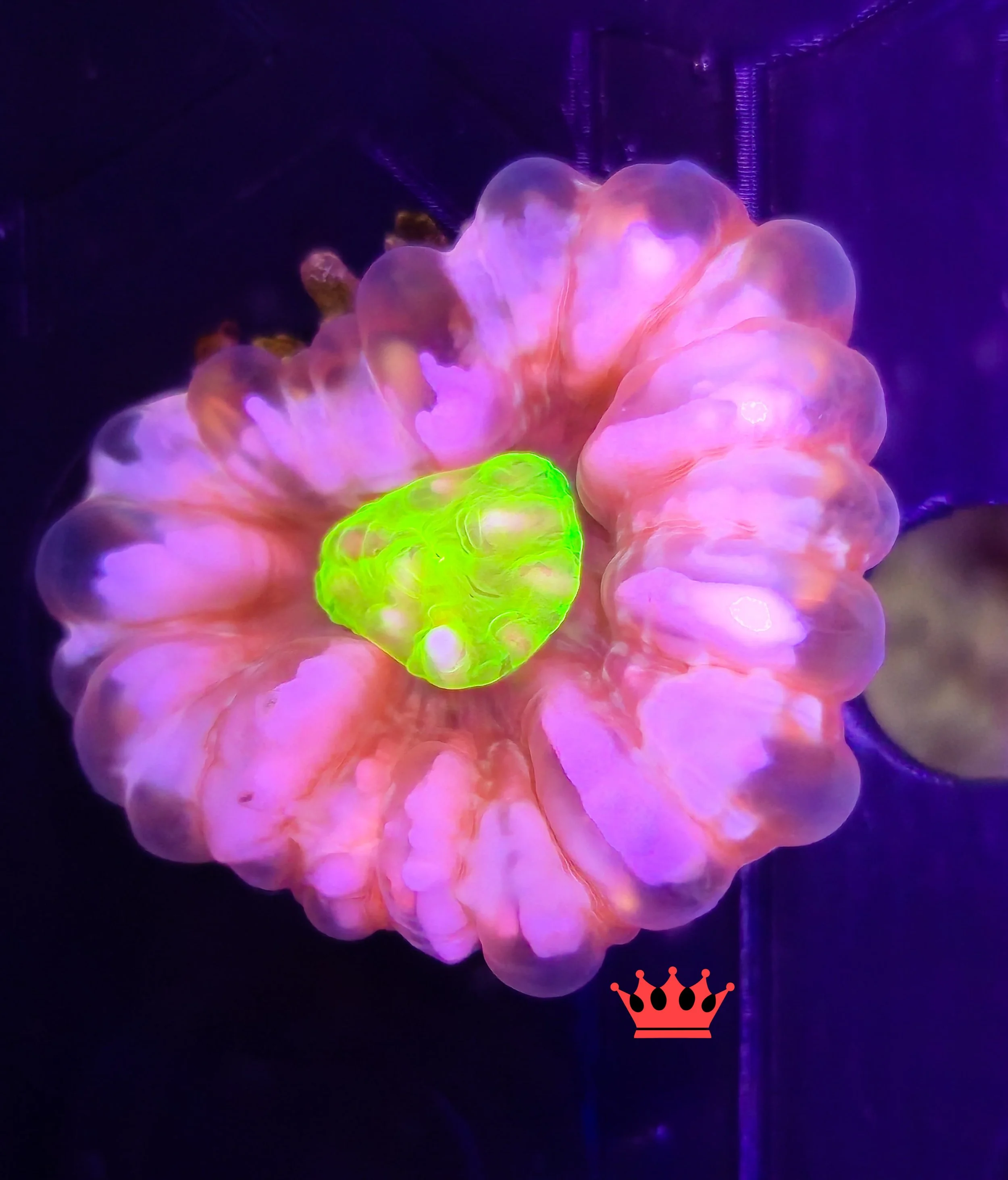 Underwater image of a glowing, pink and purple coral with a bright green center, illuminated in blacklight.