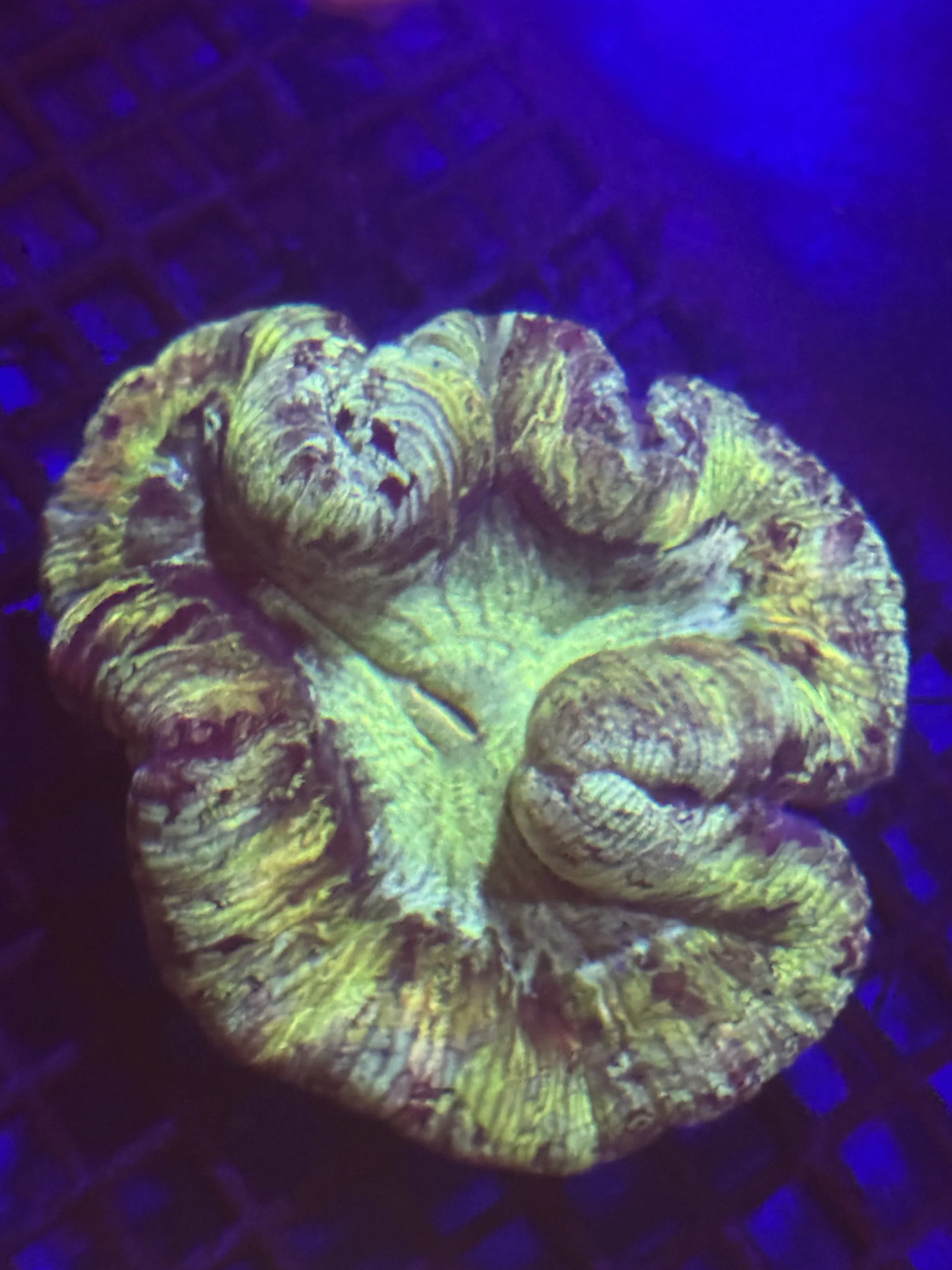 Green & Purple Tracky