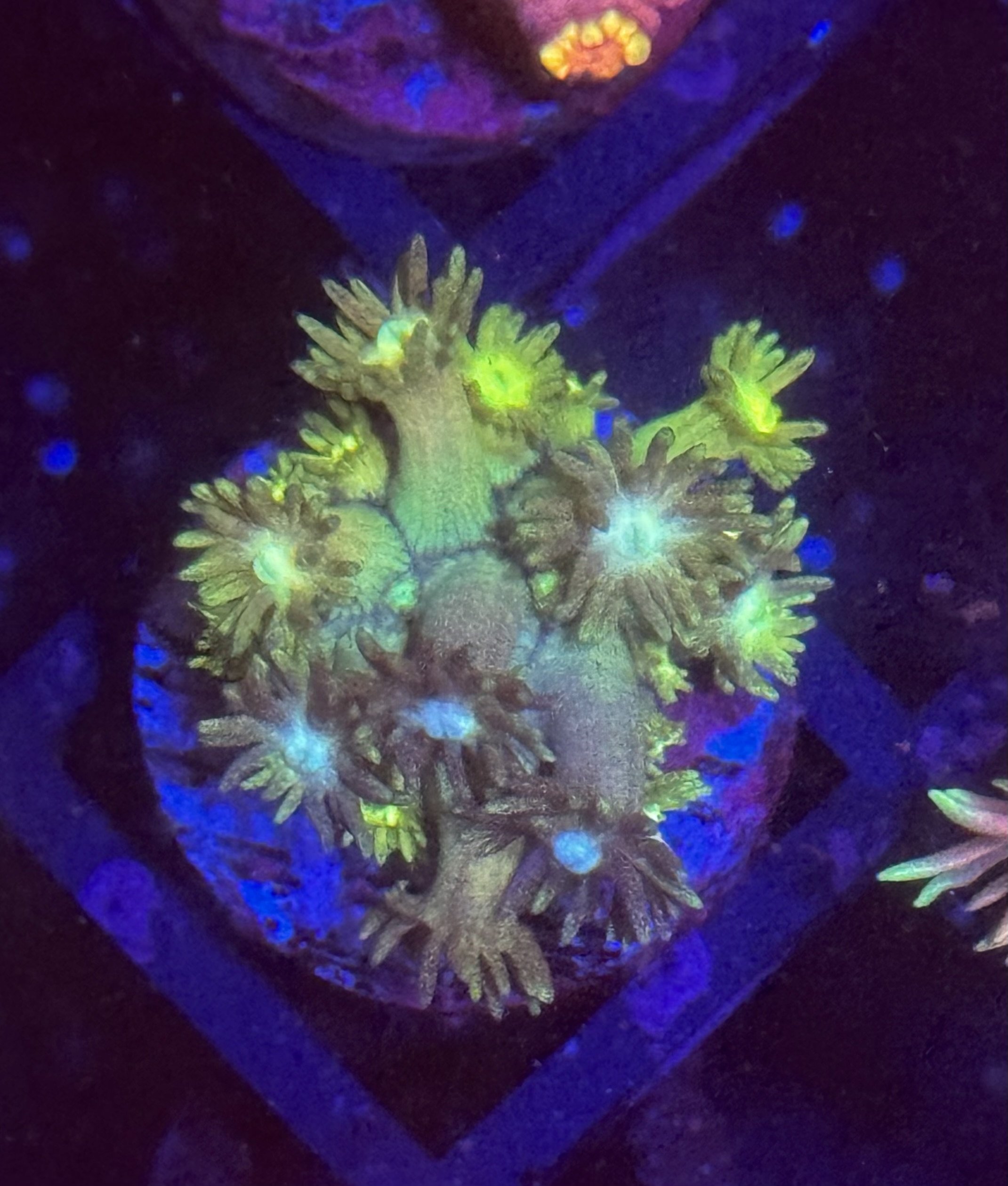 Master Grade Rainbow Explosion Goniopora
