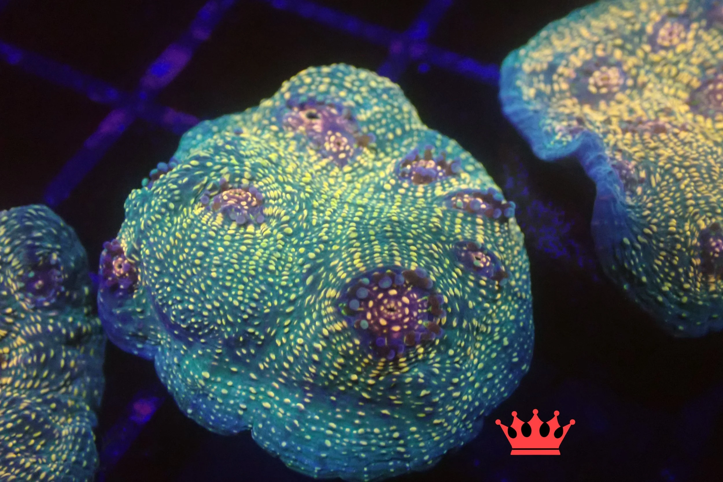 Close-up of a glowing coral with bright green and purple coloration under blue light.