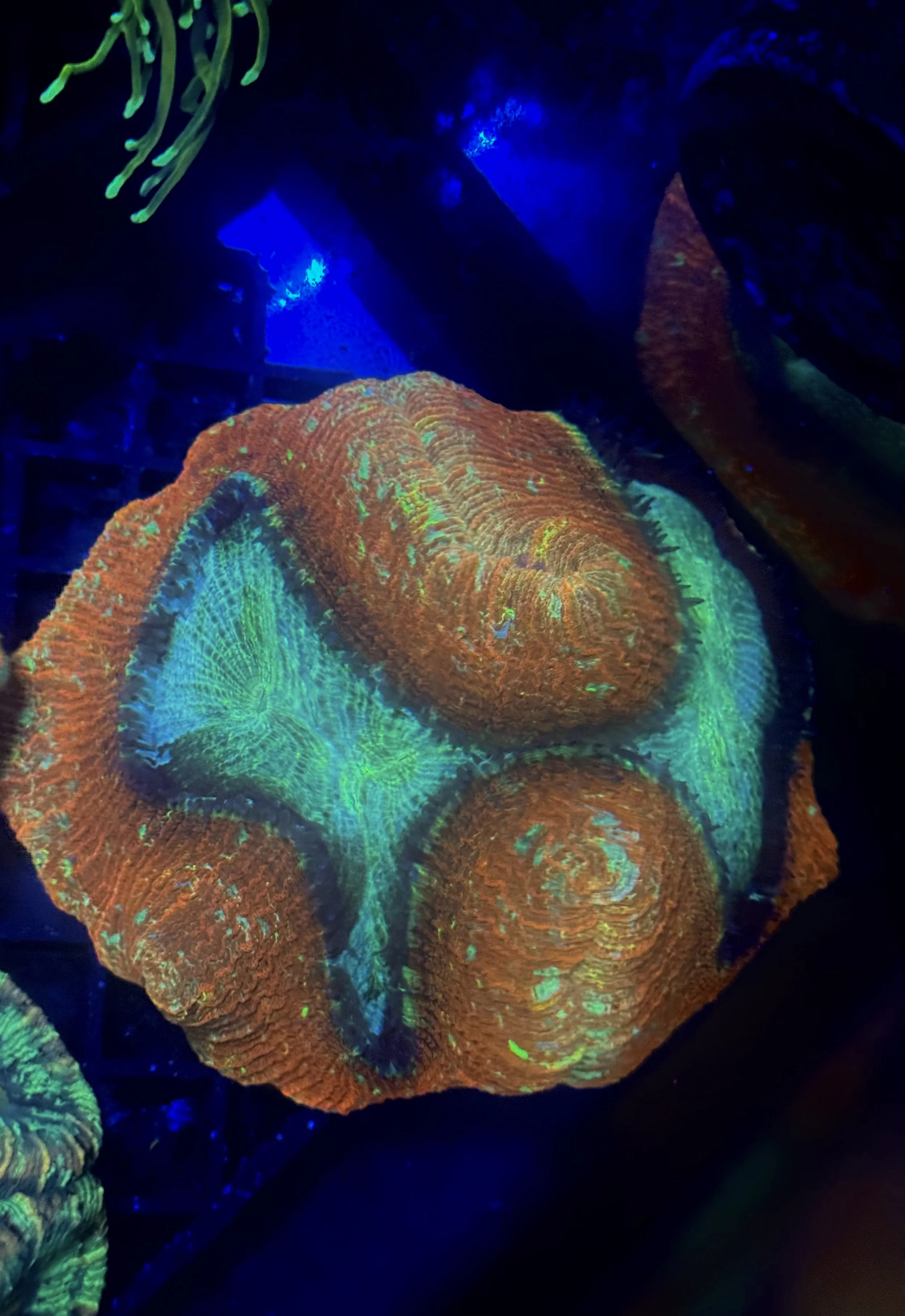 Large Red Rim Tracky