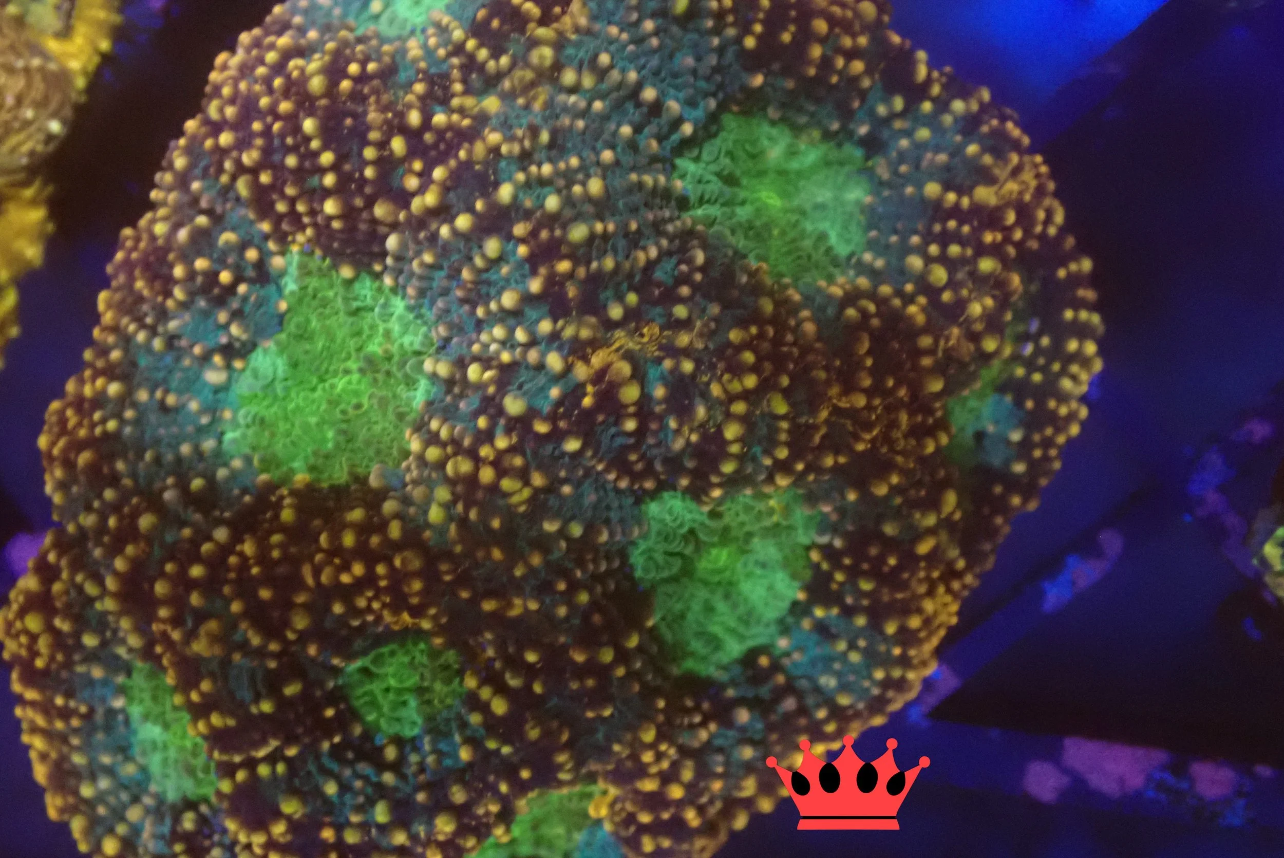 Colorful coral with green centers under blue lighting