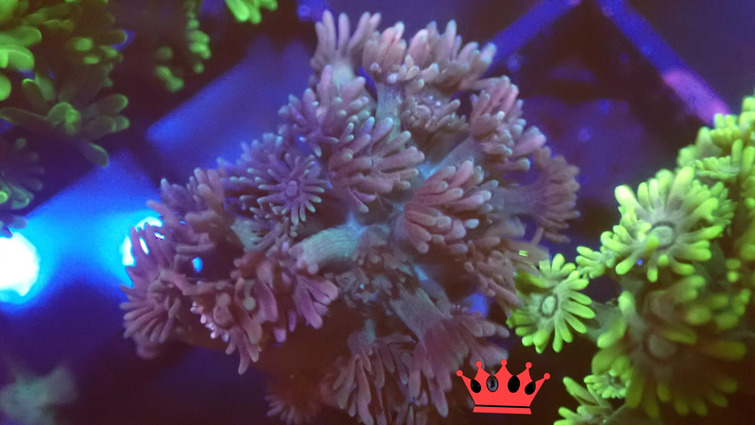 Close-up of coral polyps illuminated by blue and green lights, showing their tentacle-like structures.