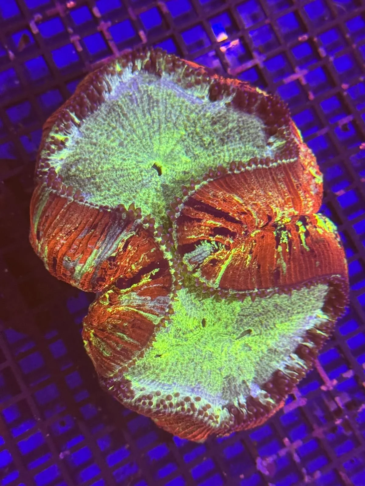 WYSIWYG Large Rainbow Trachy