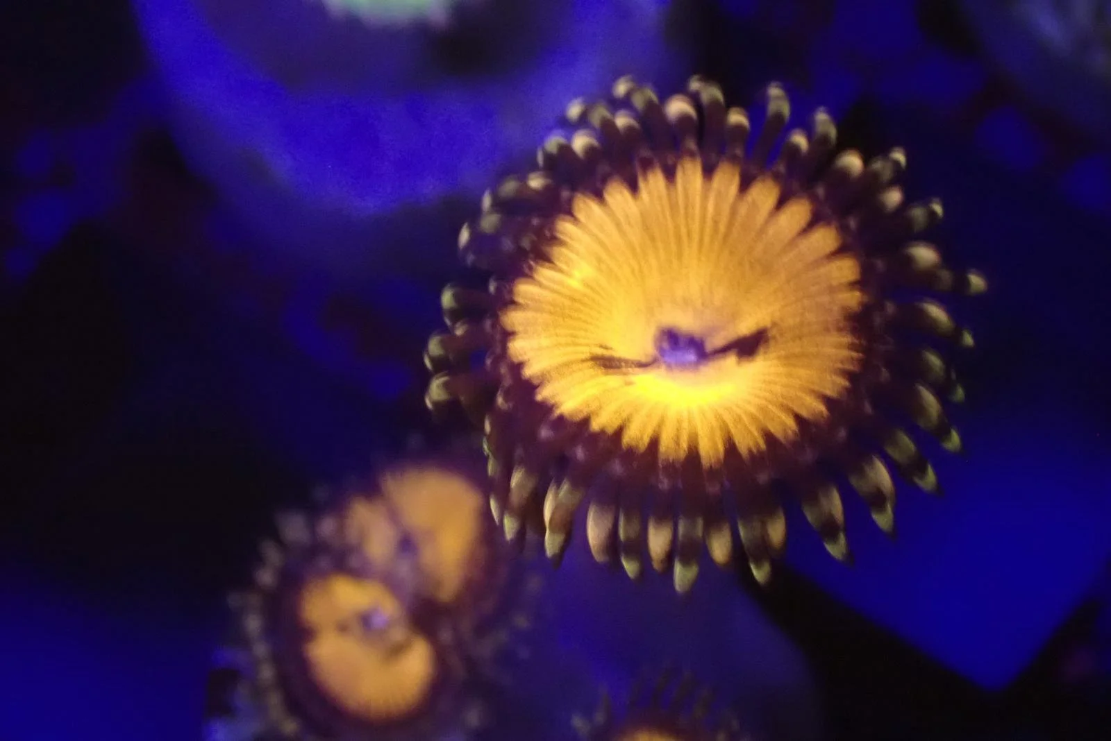 Blood Sucker Zoa.jpe