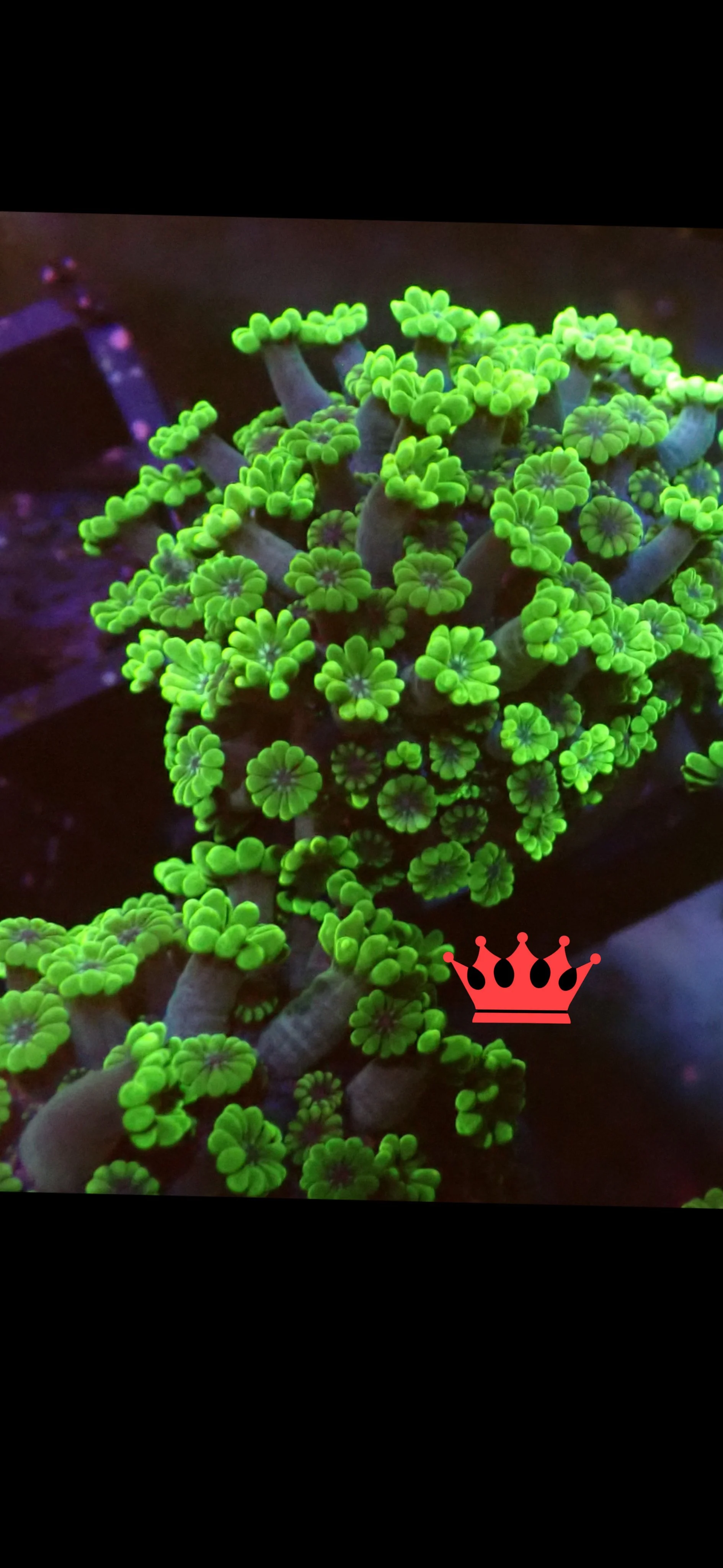 Close-up of fluorescent green coral with small, circular polyps under blacklight lighting.