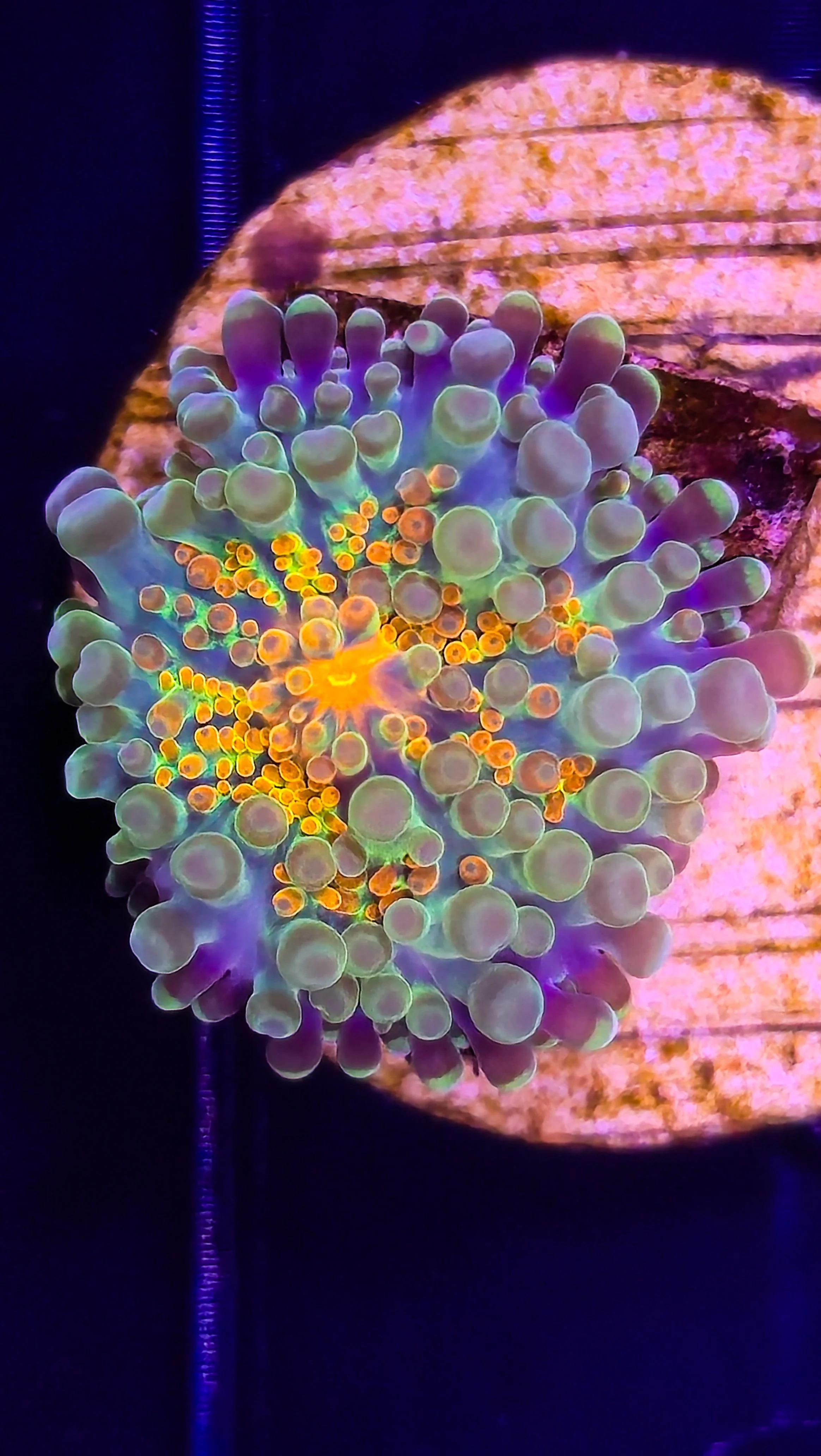 Colorful coral reef with purple, green, and orange corals.
