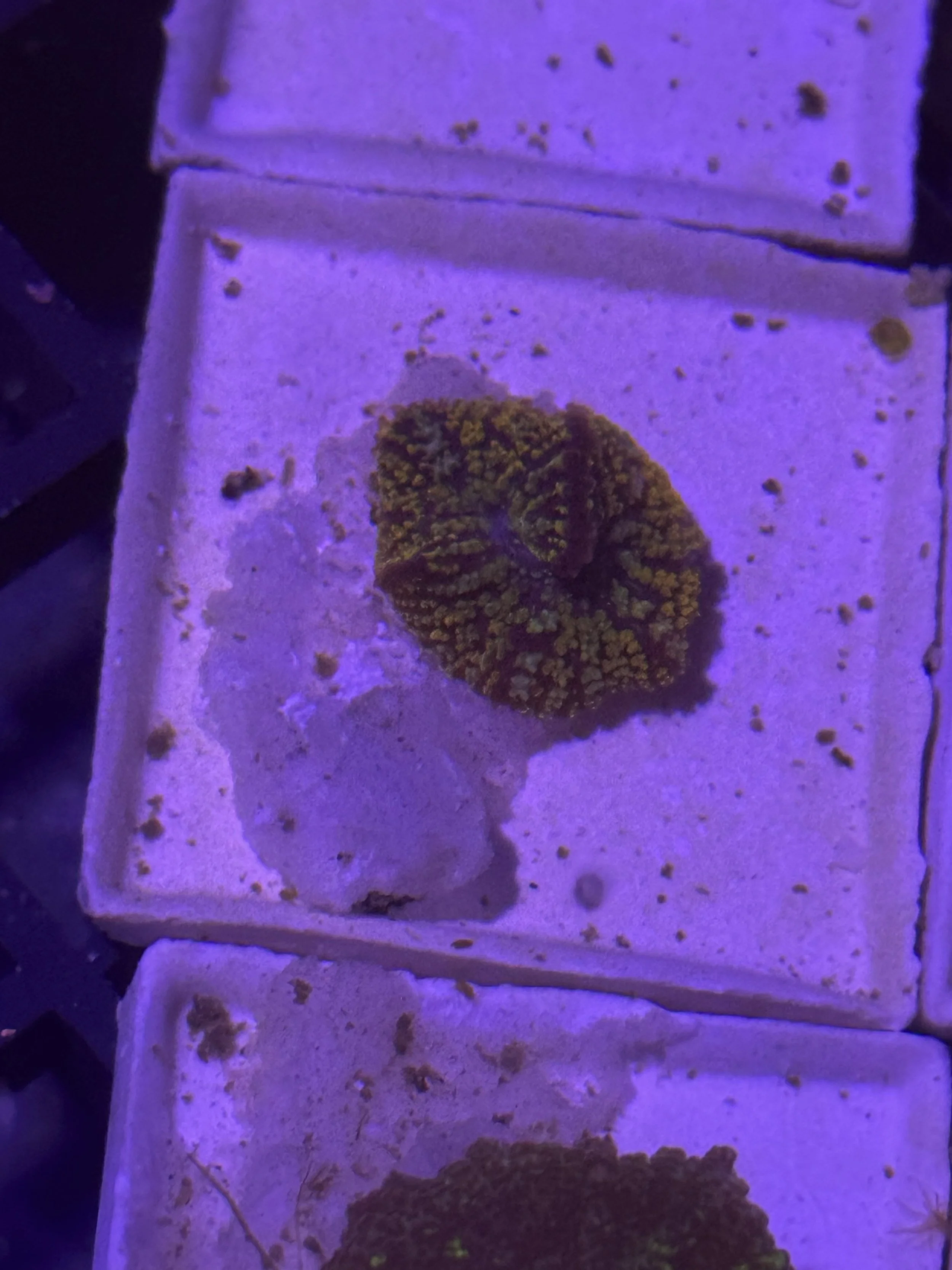 Fuzzy Mushroom