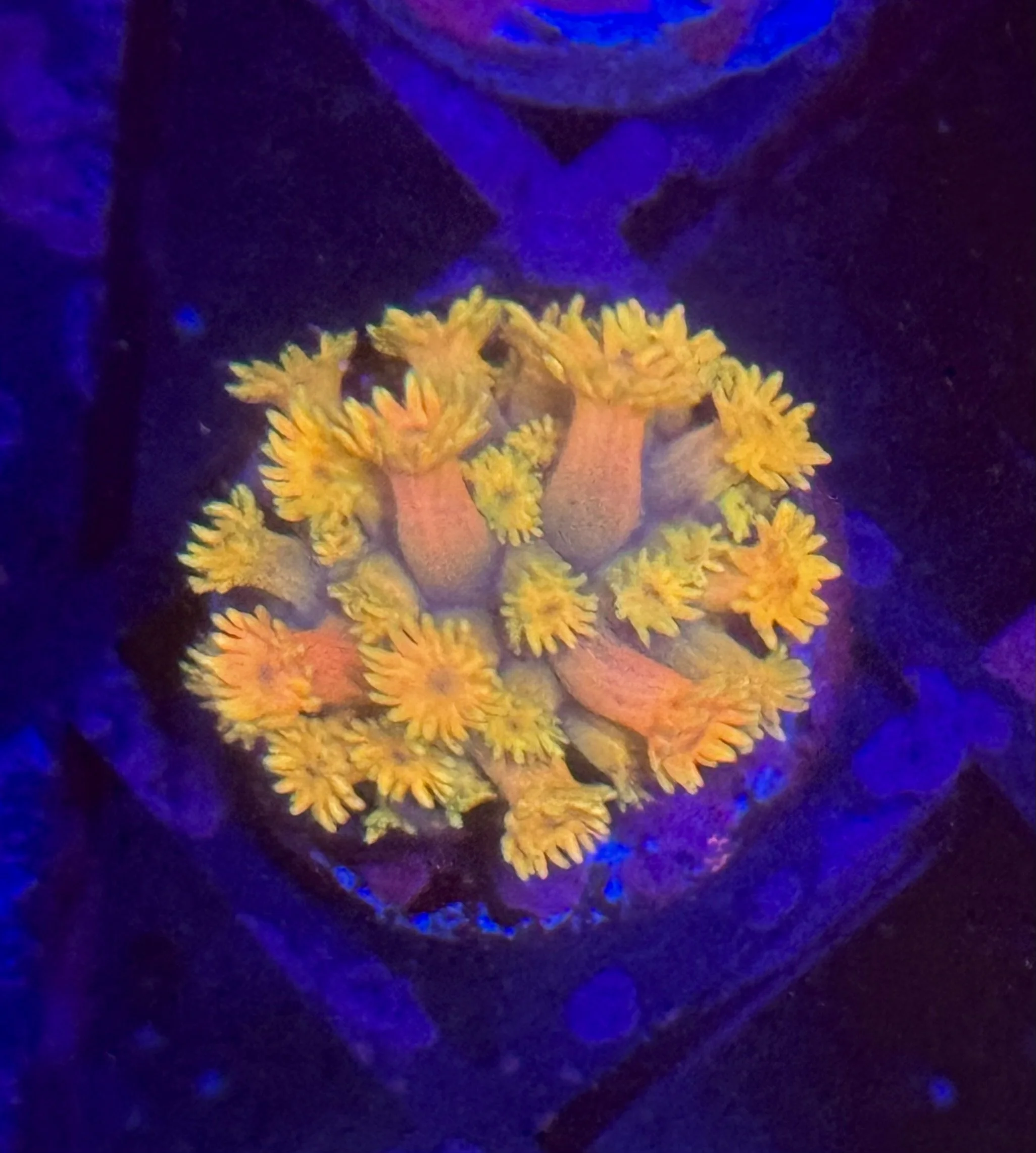 Master Orange Rainbow Goniopora