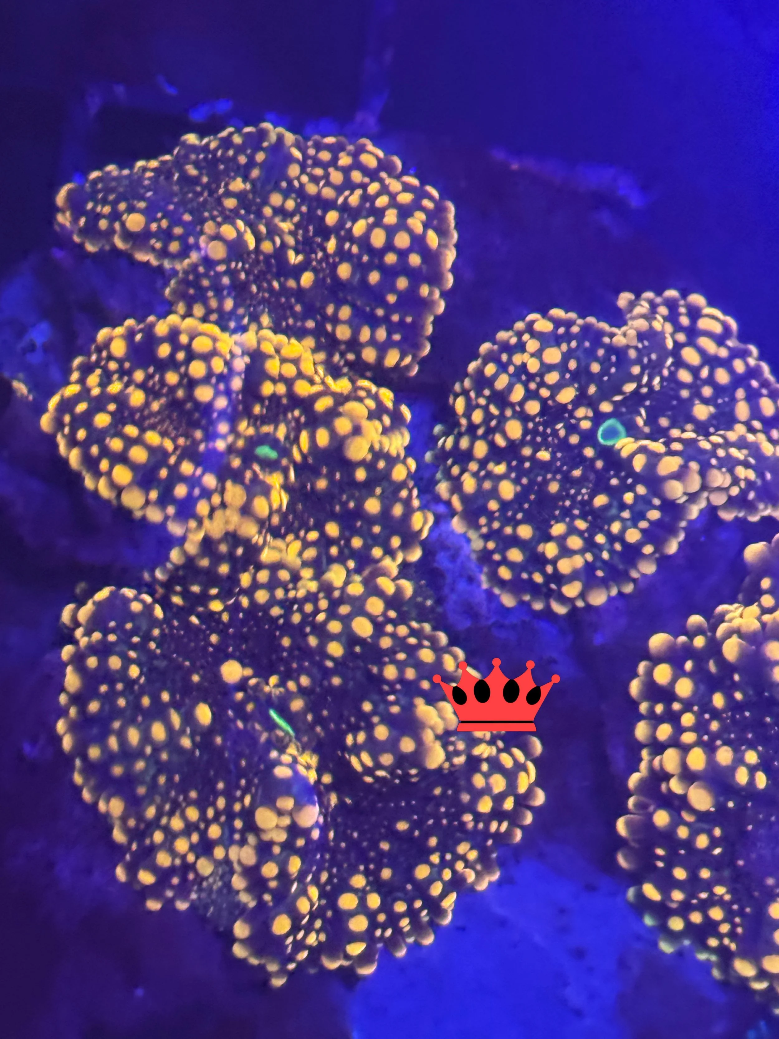 Close-up of colorful coral with yellow and purple hues illuminated under blue light.