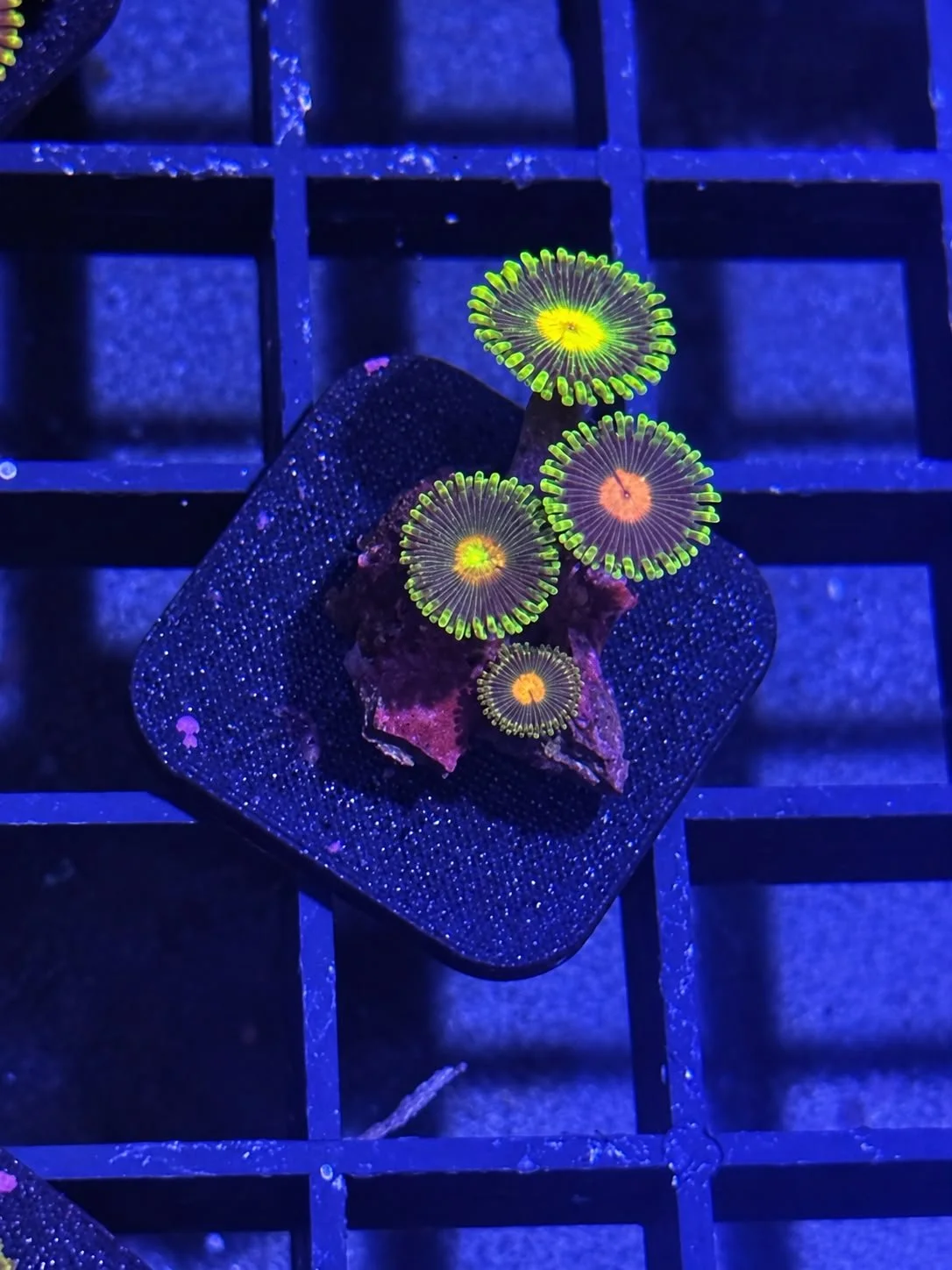 WYSIWYG Zoa 12.jpe
