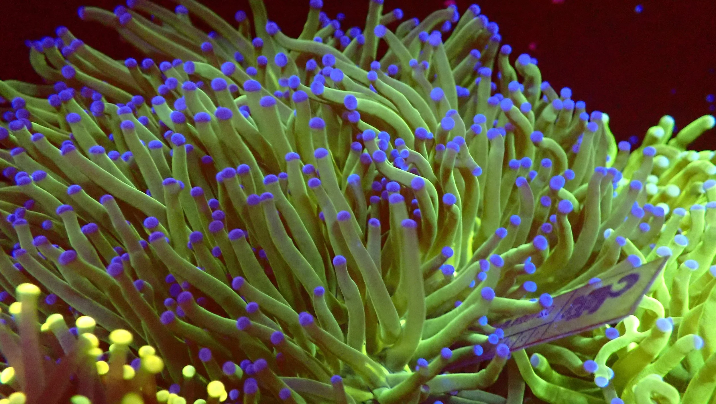 Close-up of a fluorescent-colored sea anemone with yellow-green tentacles tipped with purple and bright blue spots, set against a dark background.