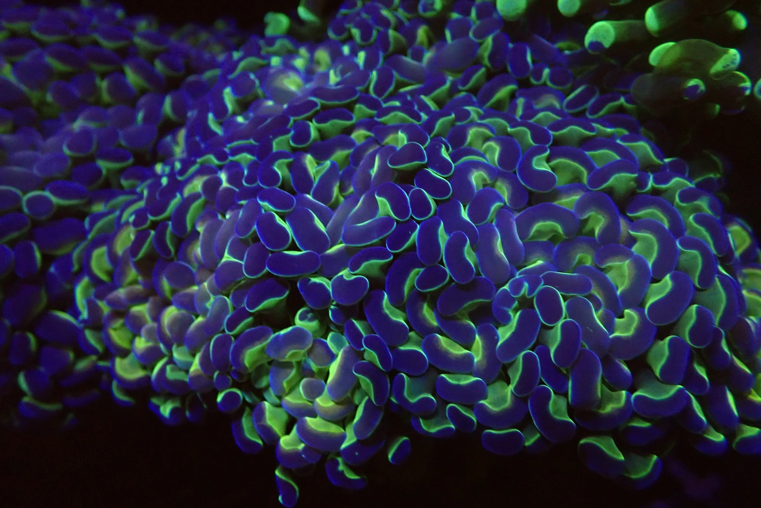 Close-up of a coral with vibrant, glowing purple and green colors in an underwater setting.