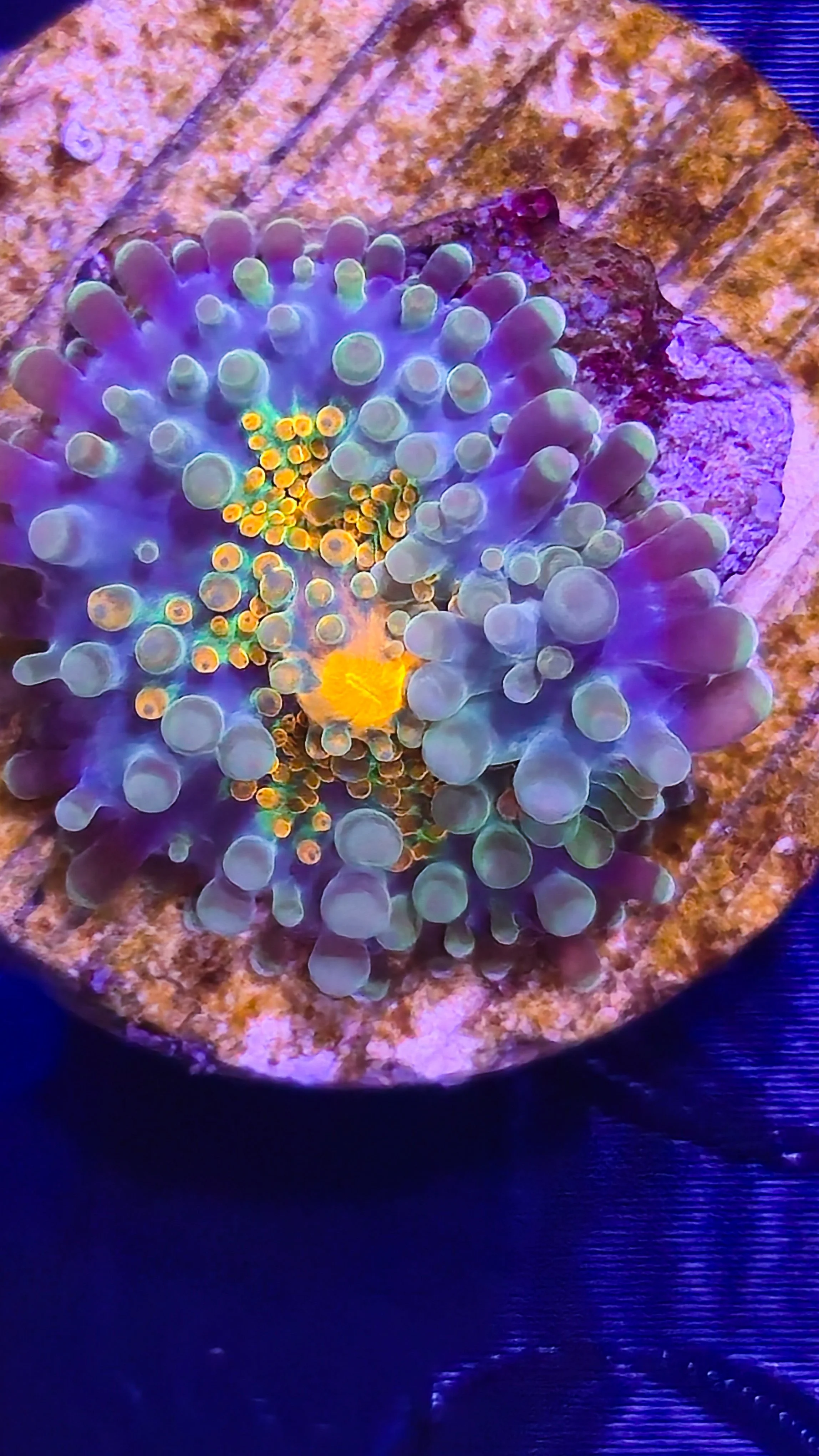 Close-up of a colorful coral in an aquarium with purple and yellow hues