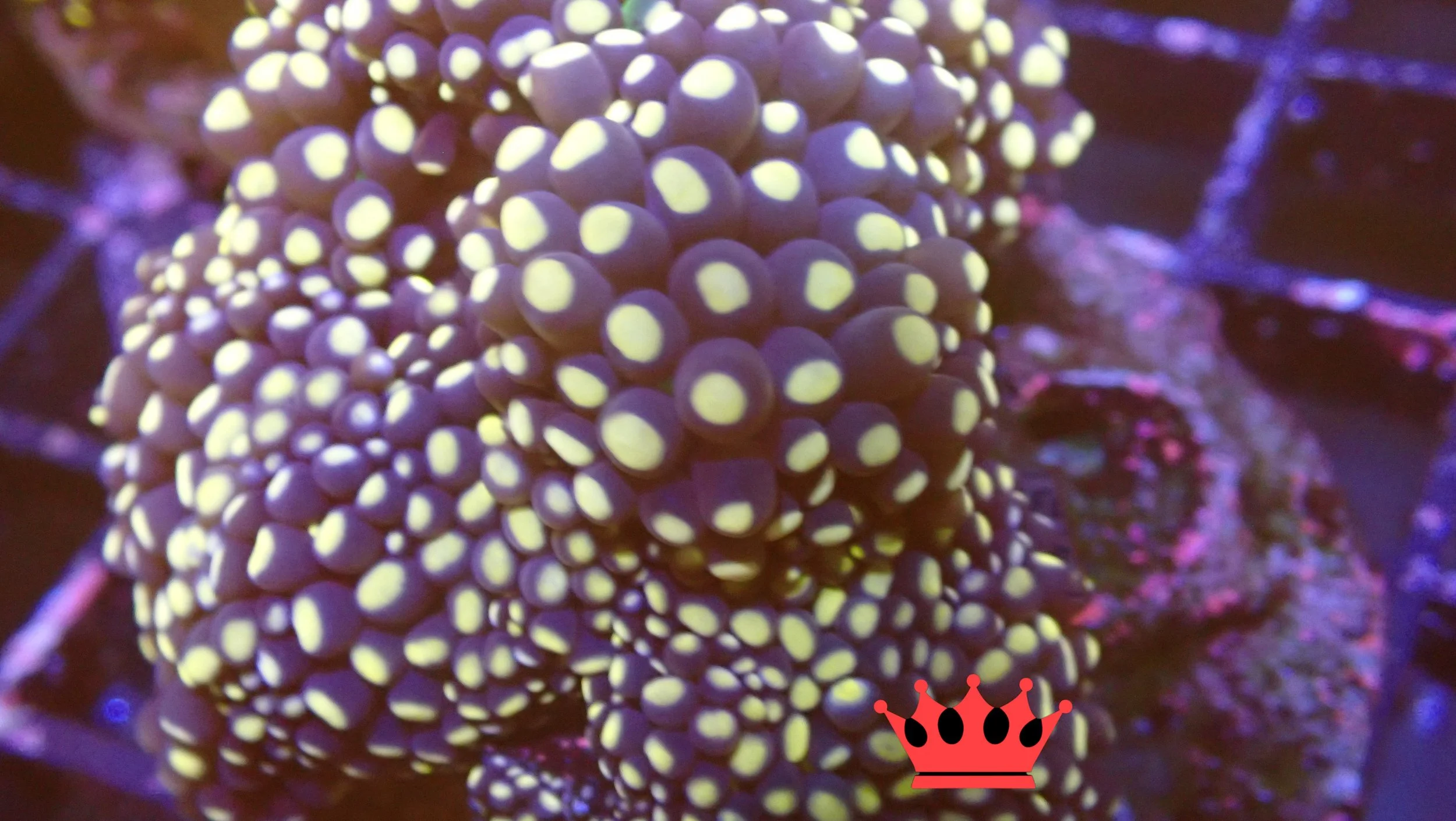 Close-up of a cluster of small, round coral polyps with yellowish spots on a dark purple background.