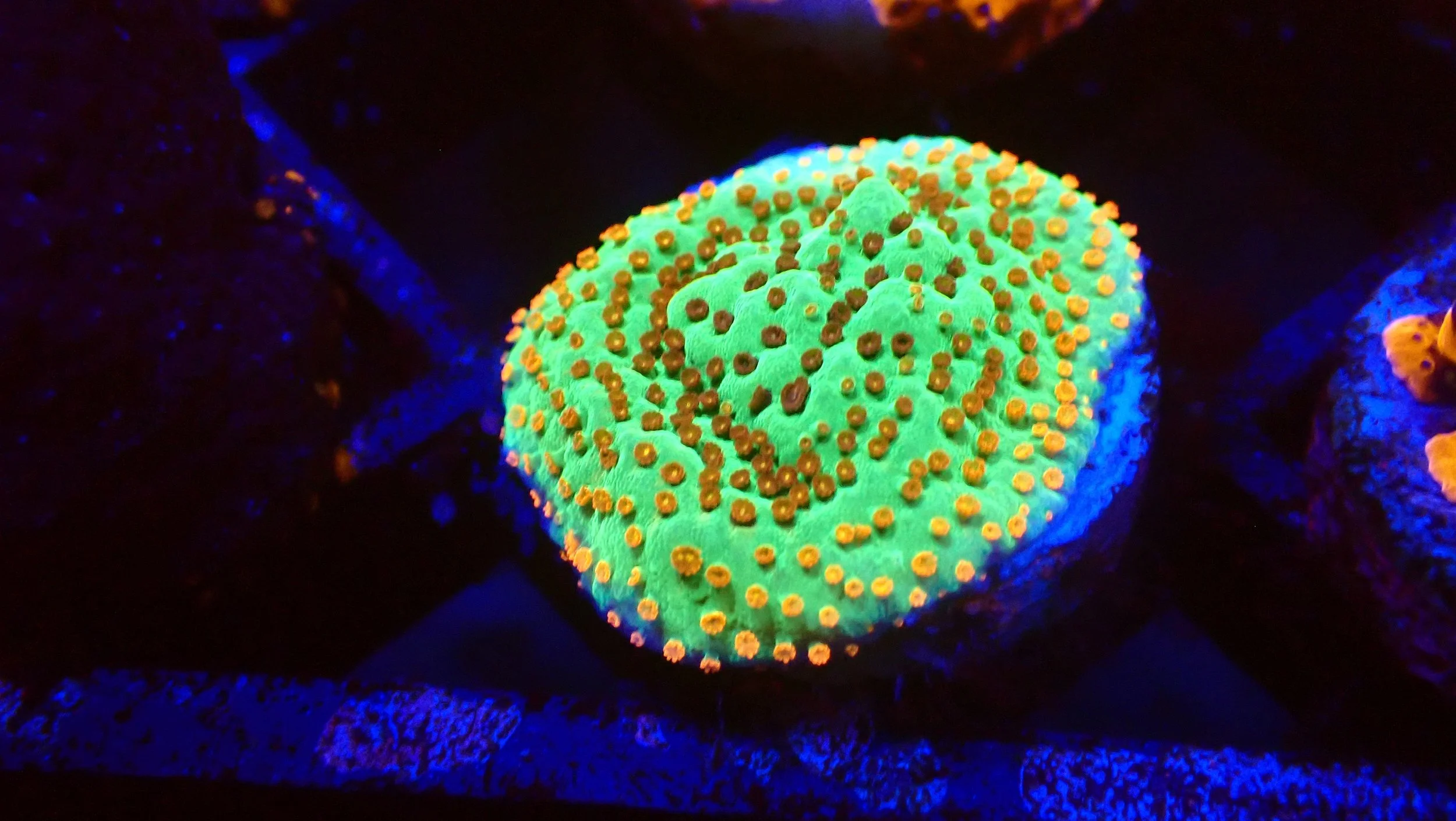 A close-up of a fluorescent coral under blacklight, showcasing bright green and orange colors with coralline patterns.